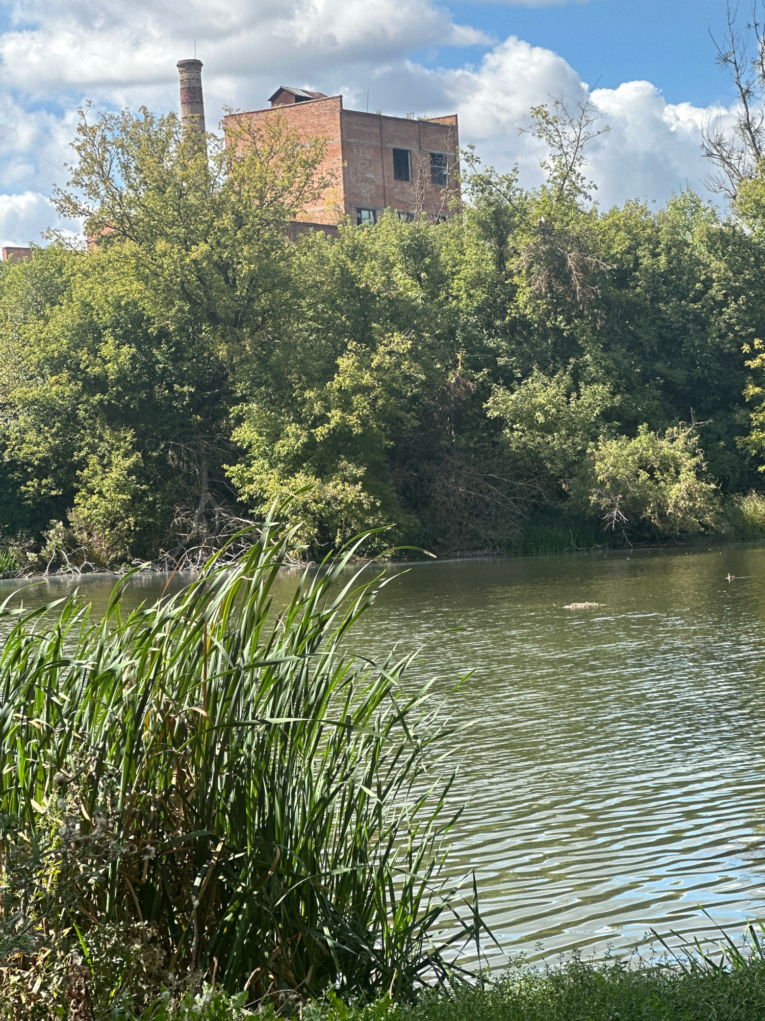 The image depicts a serene, natural scene with a body of water in the foreground, bordered by lush green vegetation. In the background, an old brick building with a smokestack stands partially obscured by trees, suggesting an industrial past. The sky above is a bright blue, dotted with fluffy white clouds. The overall impression is one of nature reclaiming a formerly industrial area. The image is taken from an eye-level perspective.
