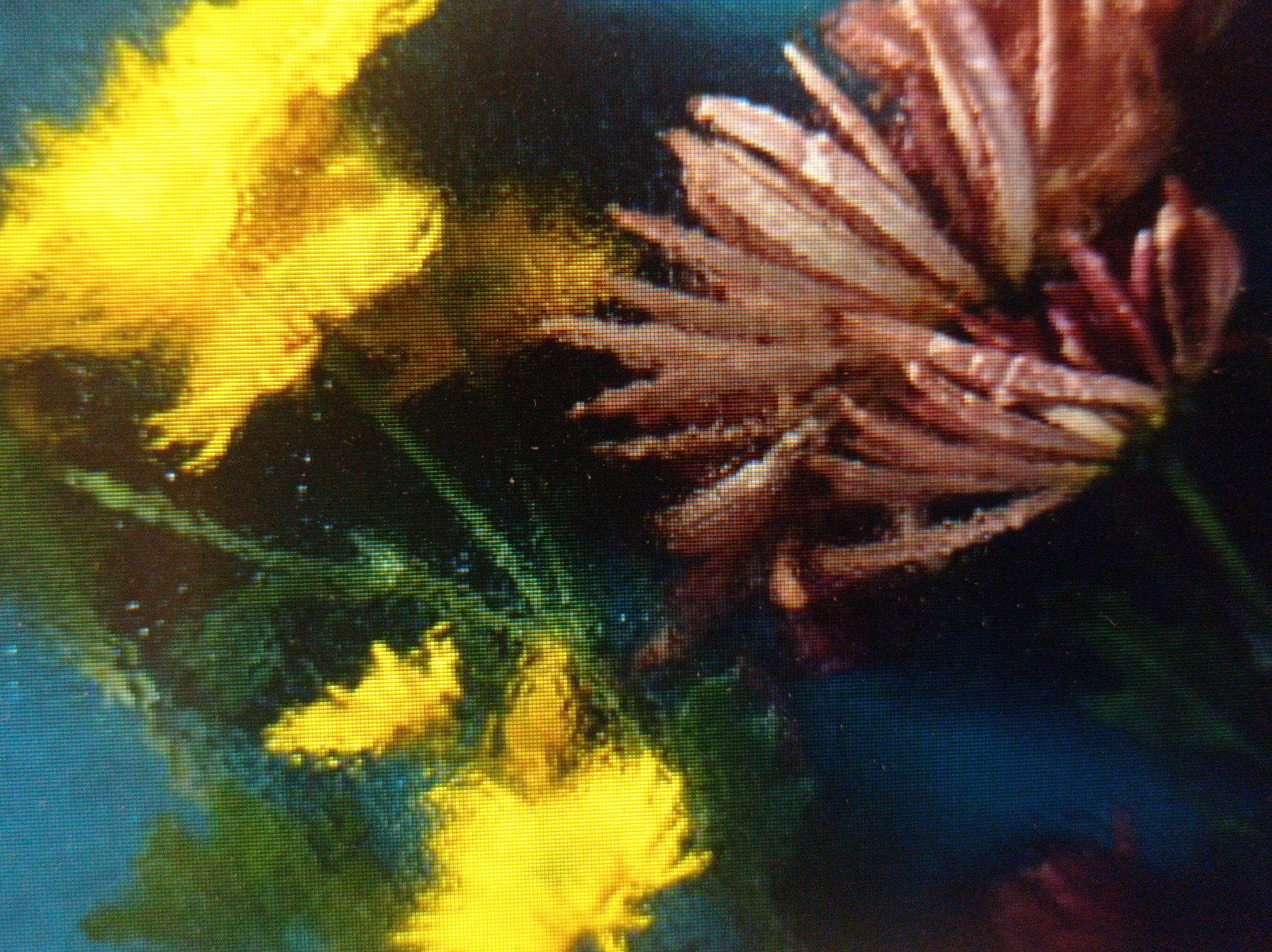 The image is a close-up, pixelated photograph of yellow flowers and a reddish-brown flower with many petals. The background is dark blue and green. There is no visible location within the city of Mukachevo, Ukraine, or any people, actions, or interactions. The image appears to be of floral subjects.