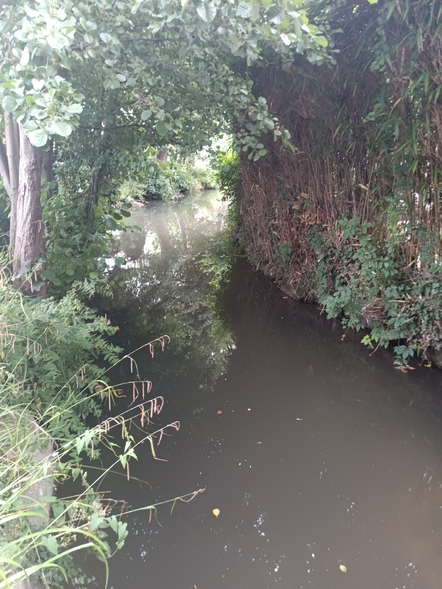 The image depicts a narrow, dark body of water flowing through a dense, overgrown natural setting. The water appears murky and still, reflecting the surrounding vegetation and the overcast sky. On the left bank, a large tree trunk with rough bark is visible, partially obscured by lush green leaves and foliage. The vegetation is thick and appears to be a mix of trees and undergrowth. On the right bank, a dense stand of tall, thin bamboo-like stalks creates a wall of vegetation, also interwoven with green leaves and vines. The water is a dark, rich brown, with occasional small leaves or debris floating on the surface. The overall impression is one of a secluded, somewhat wild waterway, possibly a canal or a small river, lined with natural growth. The scene is consistent with a location found within the town of Houlgate, France, known for its natural beauty and proximity to the coast. There are no people or animals visible in the image.