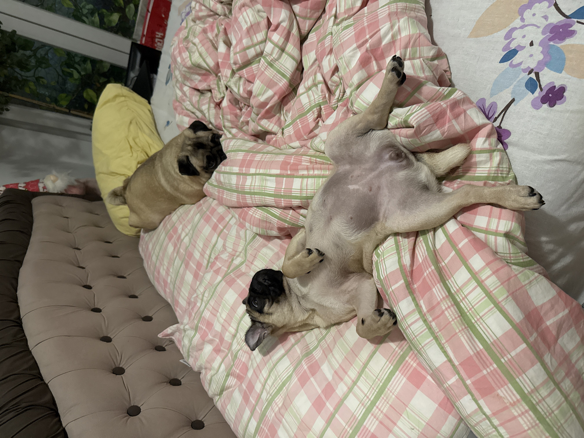 Two pugs are resting on a bed with pink and green plaid bedding. One pug is lying on its back with its paws in the air, while the other pug is lying on its stomach with its head resting on a yellow pillow. The bed is in a bedroom, with a tufted headboard visible in the background. A window with greenery outside is also visible.