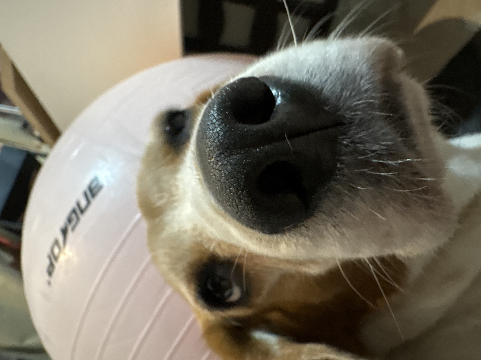 The image is a close-up, low-angle shot of a beagle dog's face. The dog's nose is in sharp focus in the foreground, with its eyes and head visible behind it. The dog appears to be looking directly at the camera. In the background, a large, light pink exercise ball is visible, with some text printed on it that reads "ANGQR". The lighting suggests an indoor setting. There is no information about the location being Karon, Thailand in the image itself.