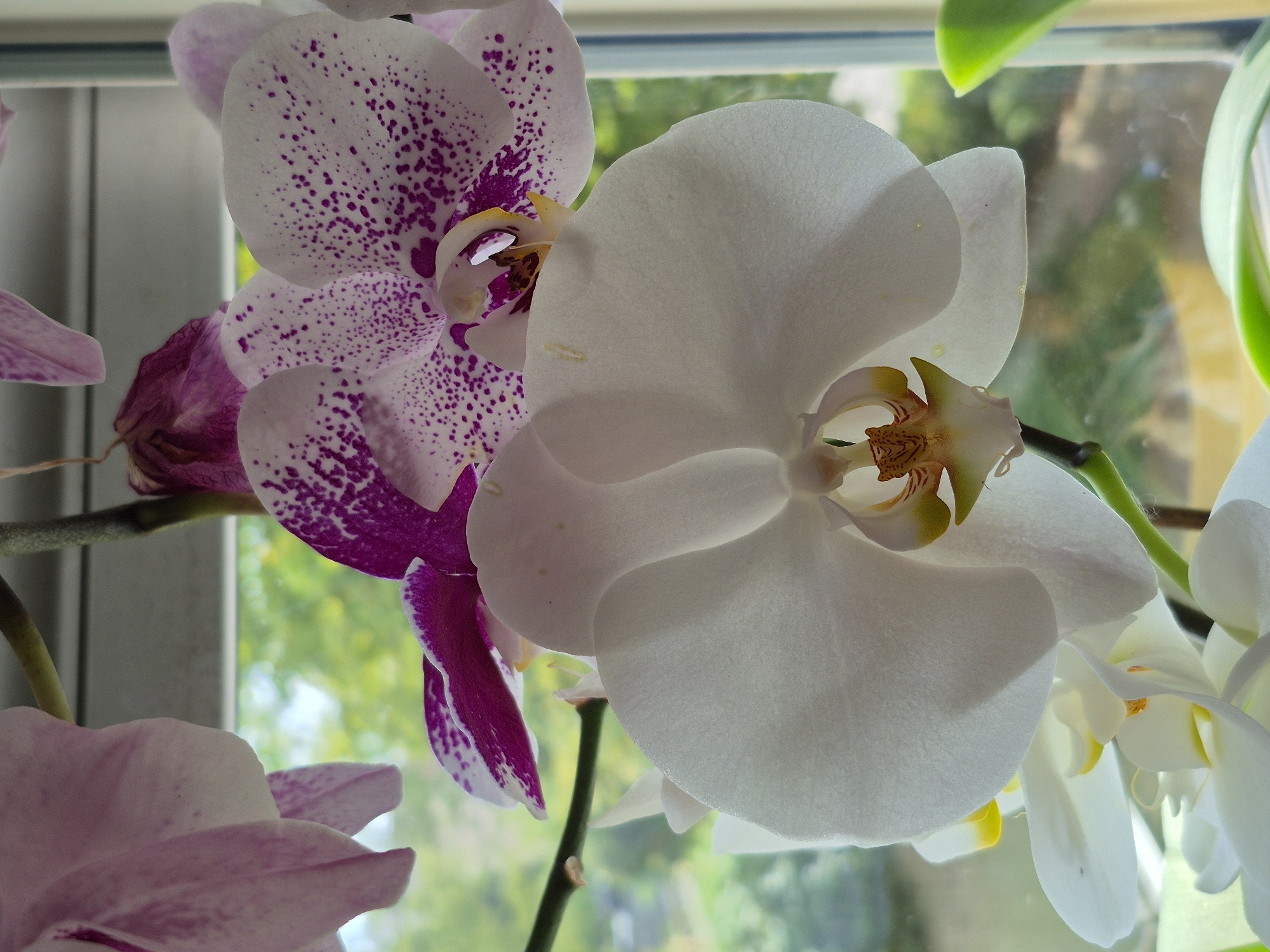 The image shows a close-up of several white and purple orchids in front of a window. The orchids are in bloom and their petals are delicate and translucent. The background is a blurred view of trees and foliage, suggesting an outdoor environment. The lighting suggests it is daytime. There are no people or animals visible in the image. The orchids are likely indoors, placed near a window.