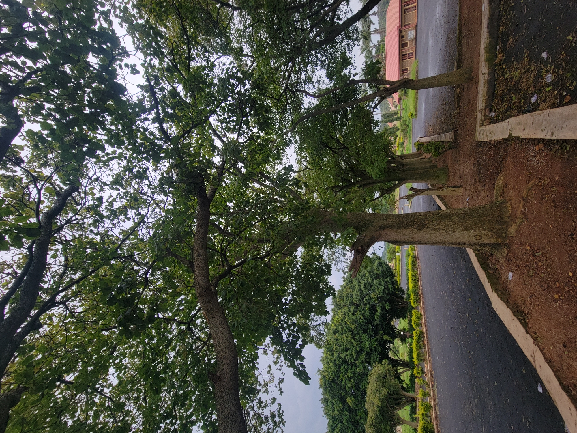 This is a ground-level, eye-level, vertical, wide-angle shot of a road and trees. The road is paved with asphalt and lined with concrete curbs. To the left of the road, there is a neat row of trimmed green hedges. Beyond the hedges, more trees and a grassy area are visible. To the right of the road, there are several large trees with thick trunks and dense green foliage. In the background, a brick building with a red roof is situated. The sky is overcast and light. The scene appears to be in Jos, Nigeria, specifically the area around a building or institution. There are no people visible in the image.