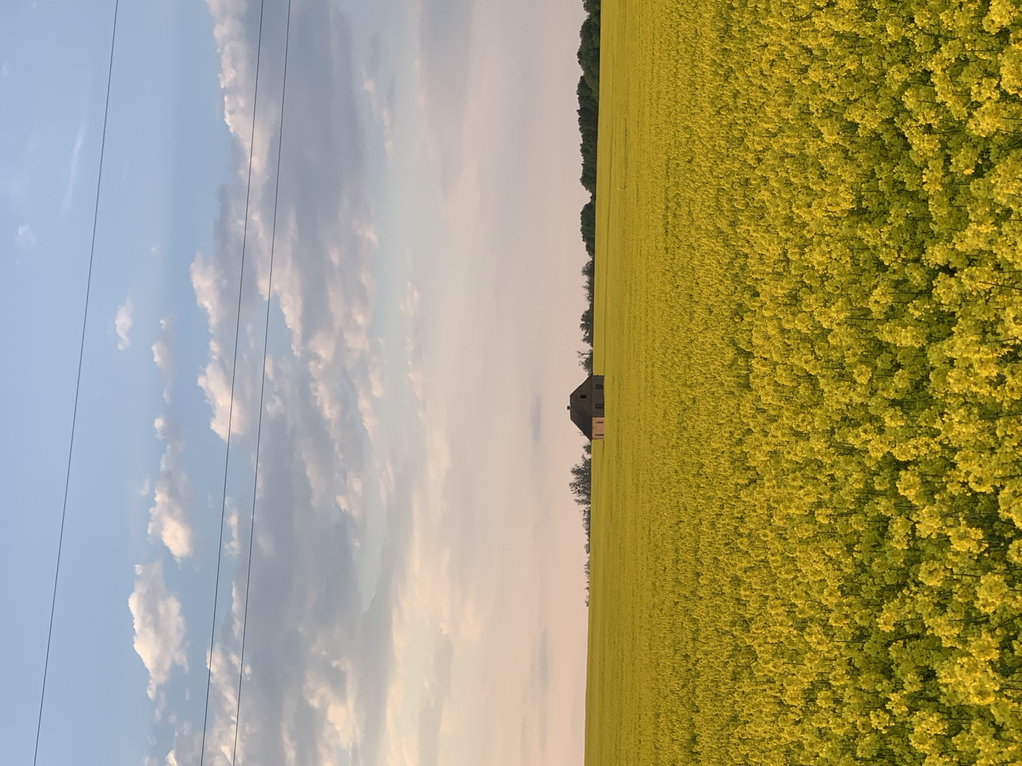 Here is a description of the image:
The image shows a vast field of bright yellow rapeseed flowers in Лунненскі сельскі Савет, Belarus. A solitary, dark-colored building stands in the middle distance, surrounded by the yellow field. A line of trees can be seen in the background. The sky is blue with scattered white clouds. Electrical wires run across the sky. The perspective of the photo is upright, and the photograph might be taken from a drone.