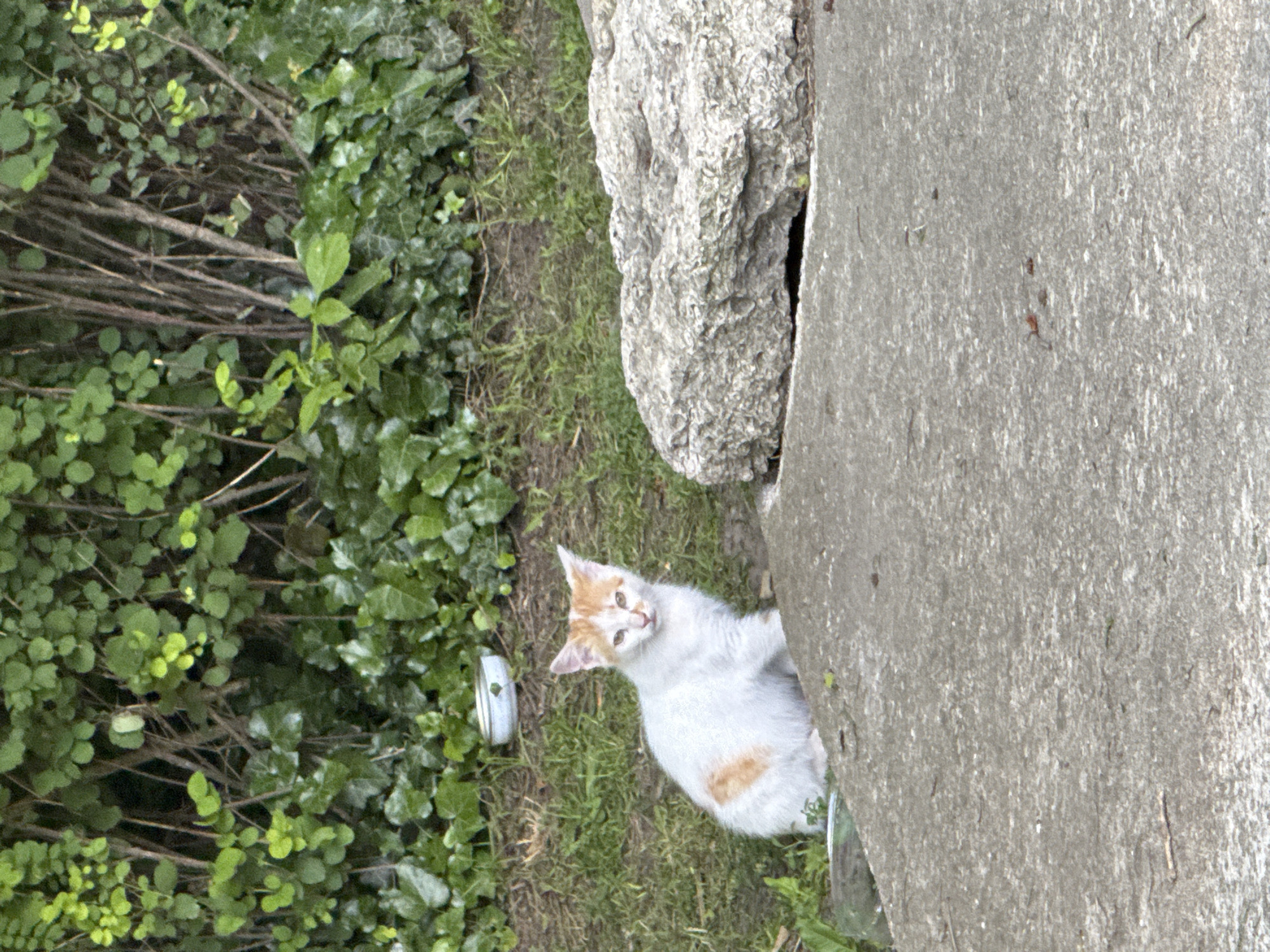 A white and orange kitten sits on a patch of grass, looking at the camera. The kitten is positioned in the middle left of the frame. Behind the kitten, there is a dense cluster of green foliage, with thin, brown branches visible throughout. To the right of the kitten, a large, rough, grey rock is present. In the foreground, a textured concrete surface occupies the bottom half of the image. A white bowl with a green rim is visible in the background, to the left of the kitten. The scene appears to be outdoors.