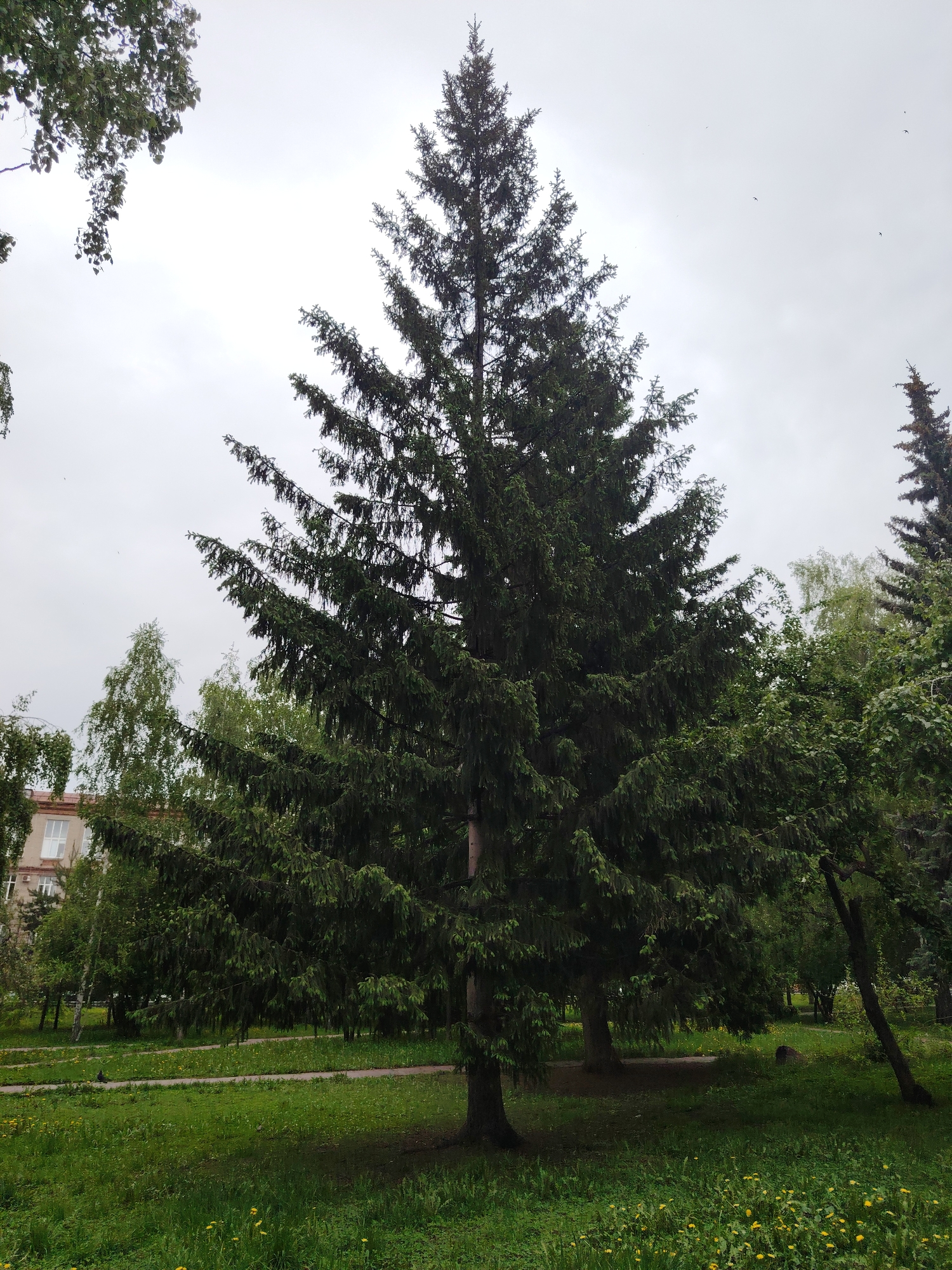 The image shows a tall, mature evergreen tree standing prominently in a grassy area. The tree has a classic conical shape, typical of spruce or fir. The bark of the tree is not visible. The ground is covered in green grass with yellow flowers, suggesting a park or similar urban green space. Other trees surround the main evergreen. A building can be seen partially obscured by trees in the background. The sky is overcast, and the lighting is diffused. There are birds in the sky.