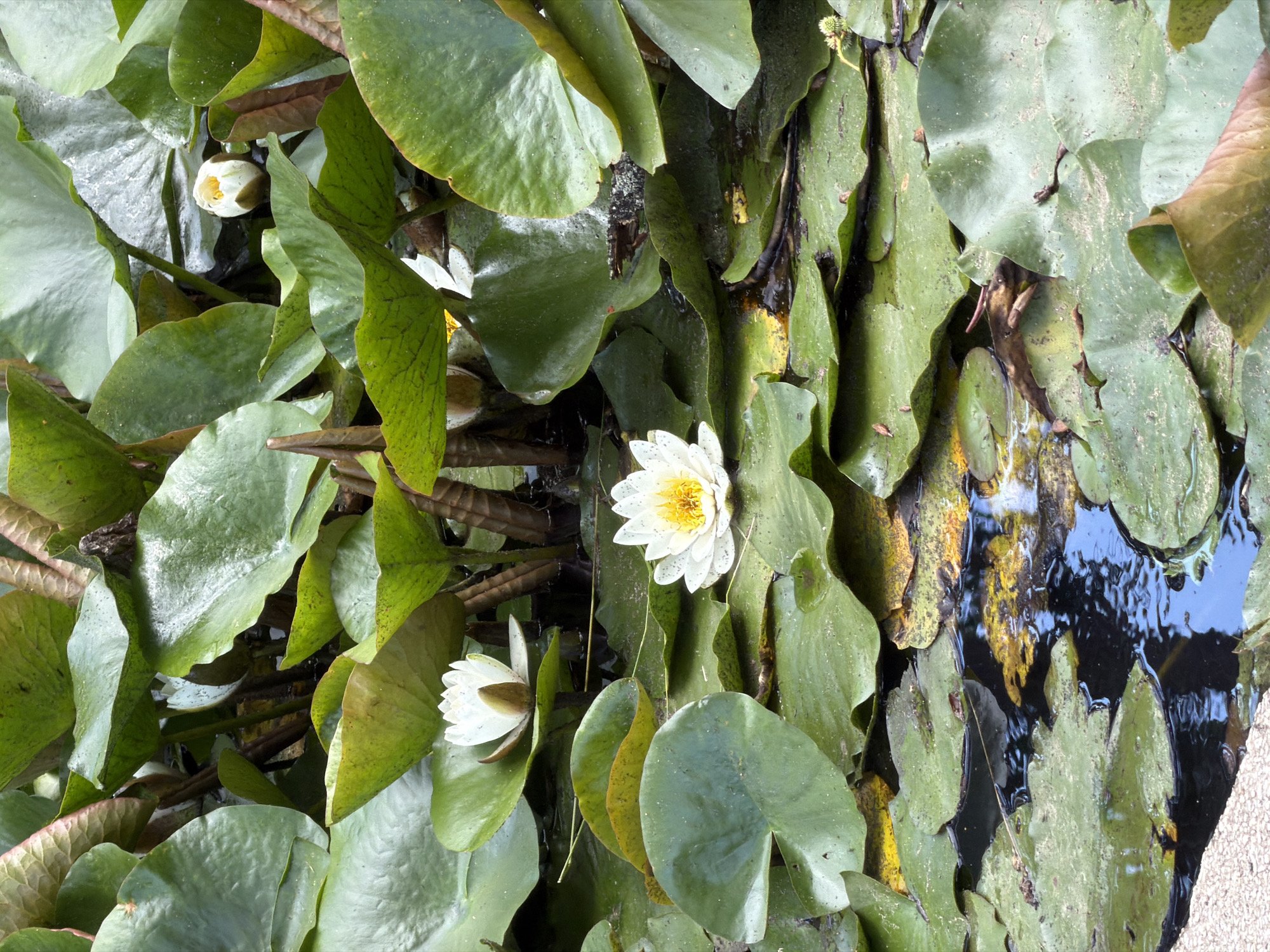 This is a close-up, top-down view of a cluster of water lilies in a pond. The foreground and midground are dominated by large, vibrant green lily pads, some of which are slightly yellowed or have brown edges, indicating varying stages of life. Several white water lily flowers are visible. One fully bloomed flower in the center-right of the image displays delicate white petals surrounding a bright yellow center. Another partially open flower is positioned to the left, showcasing its white petals and green sepals. In the background, darker, murky water reflects the sky and surrounding foliage. The scene is illuminated by natural light, suggesting daytime. The lush greenery and water lilies point to an outdoor aquatic environment, possibly a garden pond or a natural body of water. No people, text, or specific event are depicted.