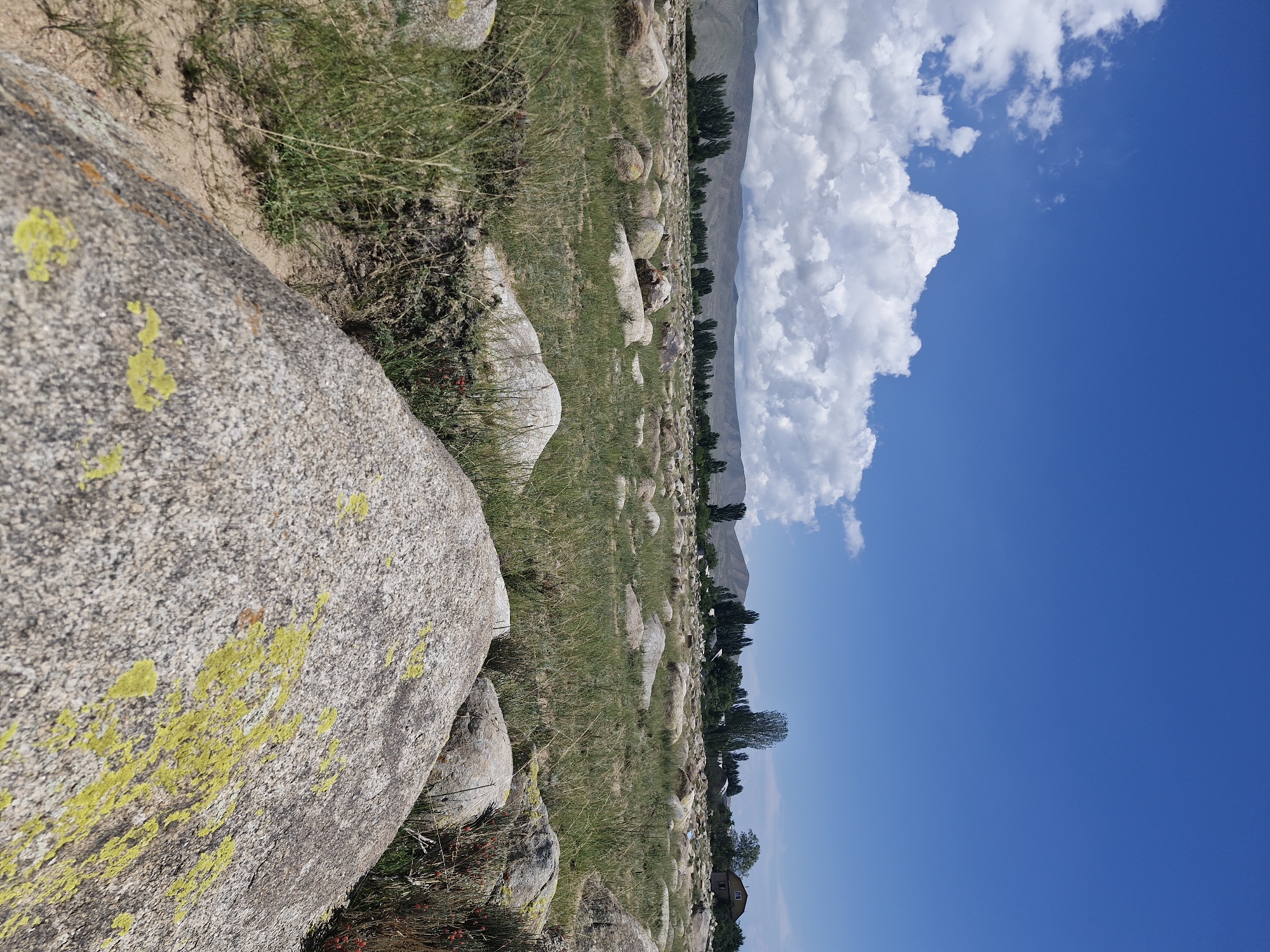 The image depicts a wide, open field dotted with numerous large, grey and tan boulders. The ground is covered in sparse green grass and dry brush. In the mid-ground, a line of trees, predominantly tall and slender, stretches across the landscape, with a few scattered buildings visible behind them. In the far distance, a range of mountains forms the horizon. The sky is a vibrant blue, with a large, fluffy white cloud formation in the upper left quadrant. The foreground is dominated by a close-up view of a large boulder with patches of yellow-green lichen. The scene suggests an outdoor, rural or semi-rural environment, potentially on the outskirts of Cholpon-Ata, Kyrgyzstan, given the mountainous backdrop and the presence of scattered dwellings. No people are visible in the image.