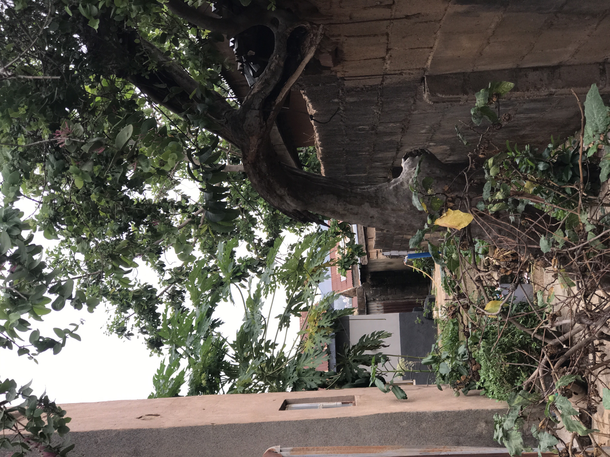 In New Stadium, Nigeria, a narrow alleyway runs between a textured, peach-colored building on the left and a weathered brick wall on the right. Lush green foliage, including large-leafed plants and branches of a mature tree, partially obscures the view of structures and the sky. The tree's trunk is thick and gnarled, with a distinctive curved branch forming an archway. Behind the brick wall, corrugated metal roofs of several buildings are visible, suggesting a residential or commercial area. The ground in the foreground is covered with dry branches and scattered leaves. A small, blue pipe with a yellow hose is visible on the right side of the alley. The scene captures a vibrant, overgrown outdoor space within an urban setting, bathed in overcast daylight.