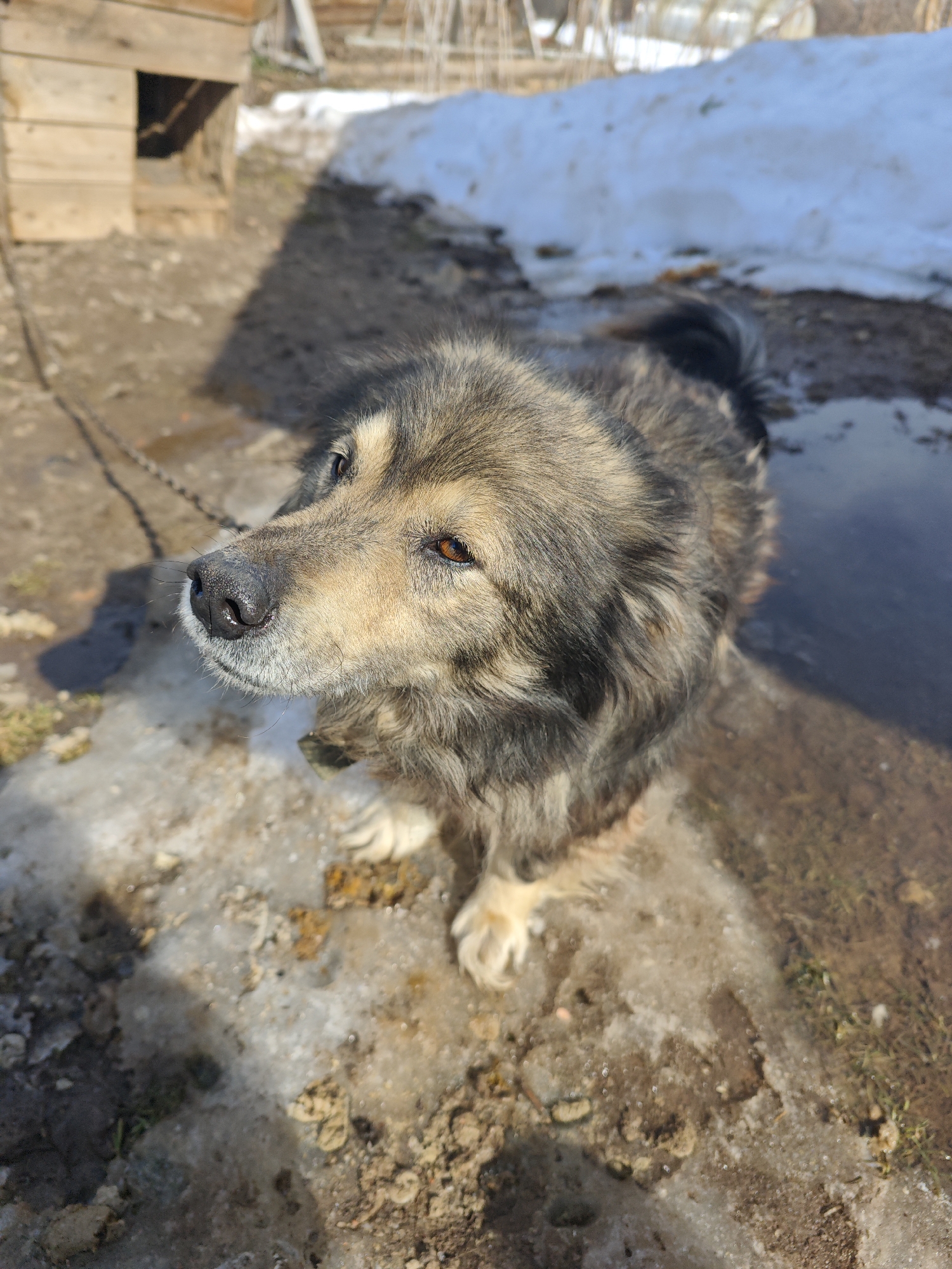 A medium-sized, fluffy dog stands outdoors on a mix of melting snow and mud in Фоки, Russia. The dog has a black nose, brown eyes, and a mix of tan and dark fur. It is tethered by a chain visible near its neck. Behind the dog is a puddle of water. A wooden dog house is visible in the background. The weather appears sunny, as indicated by the light and shadows. A patch of snow is present to the right and in the upper part of the image. The ground is uneven and consists of mud, melting snow, and some green vegetation.