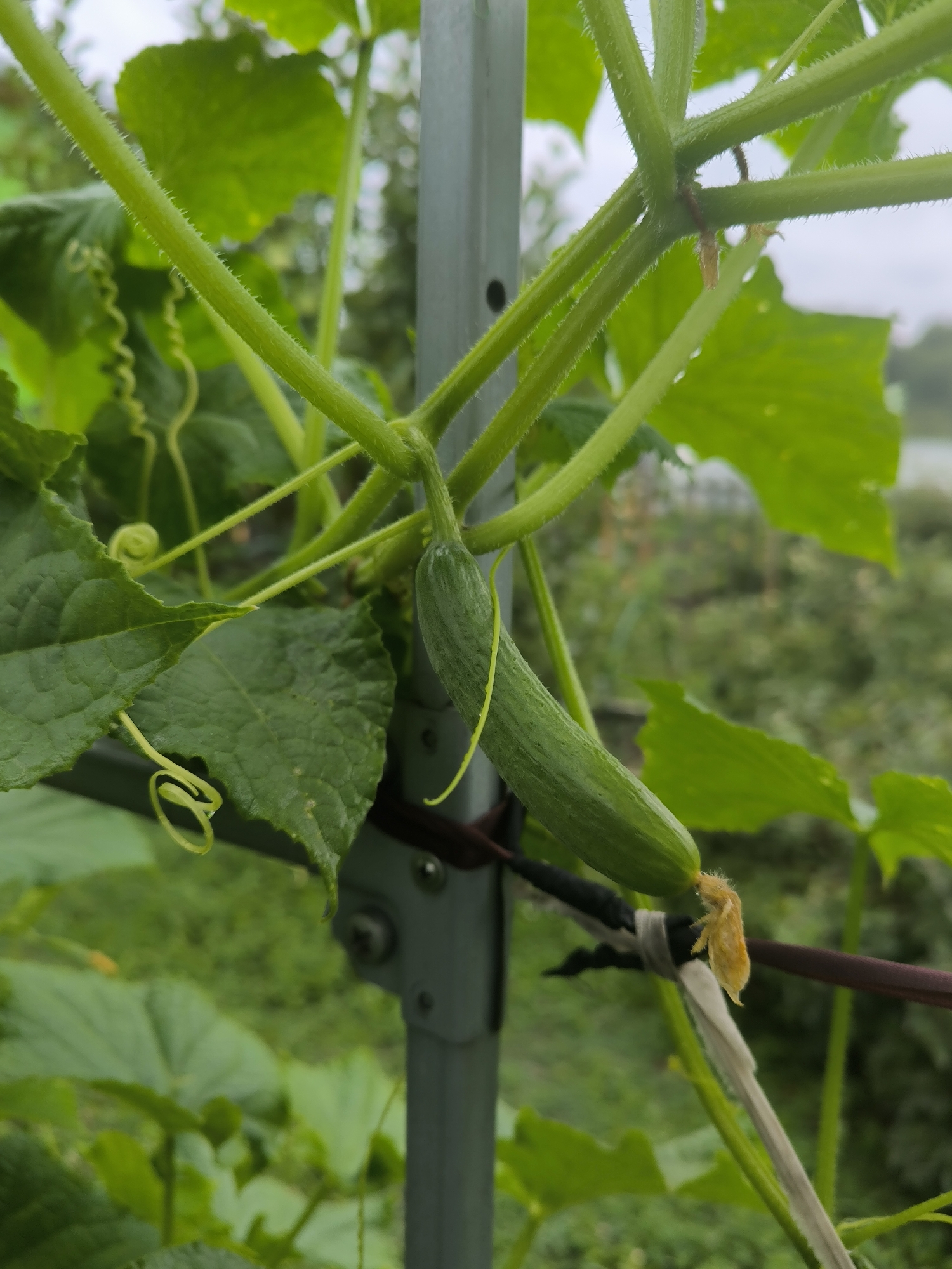 A close-up shot captures a small, unripe cucumber growing on a vine that is supported by a grey metal pole. The cucumber is green with subtle ridges and a fuzzy yellow remnant of a flower at its base. The vine exhibits hairy stems and tendrils, one of which is coiled. Large, dark green leaves of the cucumber plant are visible, along with other blurred green foliage in the background. The scene is outdoors, suggesting a garden setting, likely in Maiskii, Russia, given the context. There are no people or animals in the frame.