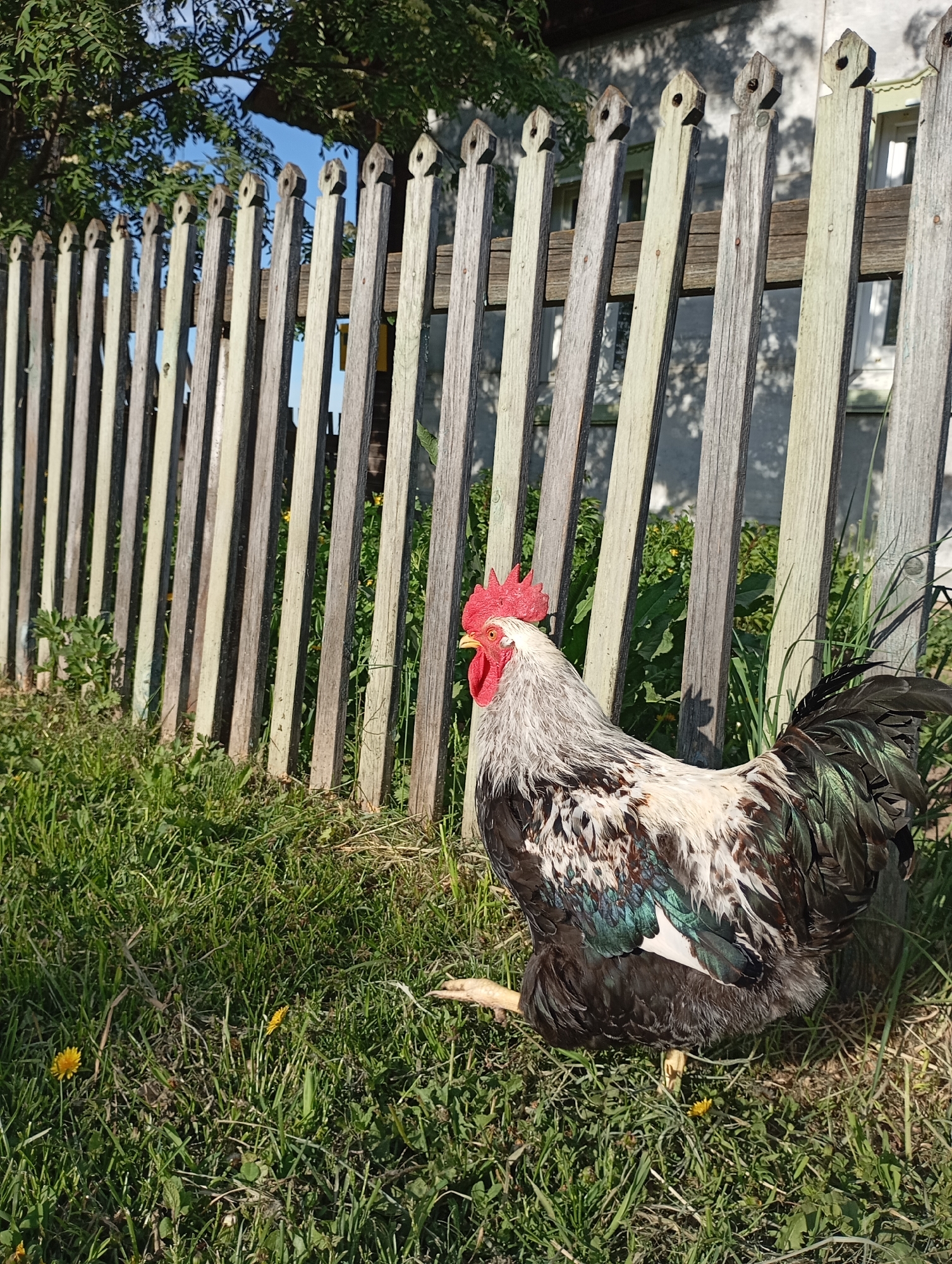 The image depicts a rooster standing in a grassy area next to a weathered wooden fence. The fence is constructed of vertical planks with decorative tops, and some gaps are visible between the planks. Behind the fence, there is some greenery and a building or structure with a window. The rooster has a red comb and wattles, and its plumage is a mix of white, grey, black, and iridescent green. The grass is green and contains a few yellow dandelions. The location appears to be a rural or suburban area, but the exact city is not identifiable from the image.