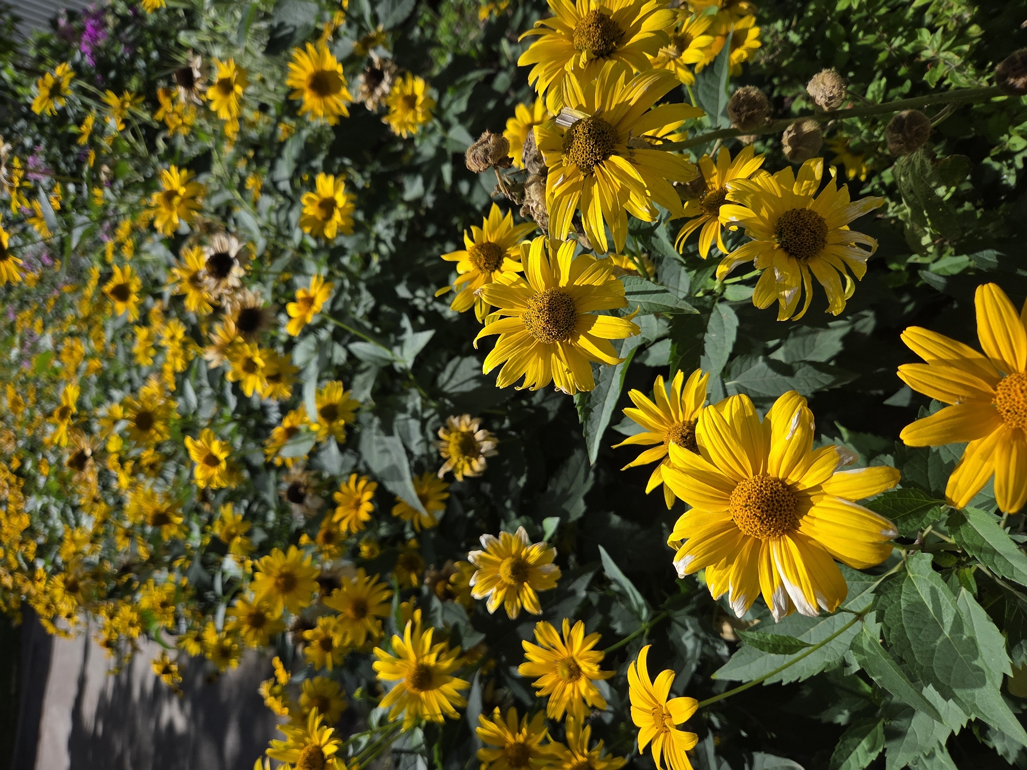 The image displays a close-up view of a dense cluster of yellow flowers, likely Coneflowers or similar daisy-like blooms, with their characteristic bright yellow petals radiating from dark brown centers. The flowers are in various stages of bloom, with some appearing fresh and vibrant, while others show signs of wilting or have dried seed heads. Lush green foliage provides a backdrop for the blossoms, with some leaves casting shadows on the ground to the left of the frame, suggesting dappled sunlight. The overall scene suggests a garden or a naturalized planting area. There are no people or animals visible in the image. The image quality is clear, allowing for detailed observation of the floral textures and colors. The lighting is bright and natural, indicating an outdoor setting during daylight hours. There is no contextual information within the image itself that would indicate a specific location in Ulyanovsk, Russia.