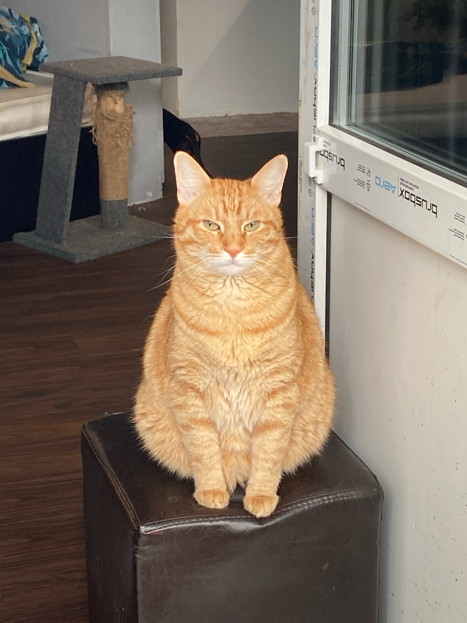 An orange tabby cat sits upright on a dark brown square ottoman. The cat is positioned in the center of the frame, facing the camera. Its fur is striped with a lighter orange. The cat's eyes are a light green and it has a neutral expression. The ottoman has a slight sheen and appears to be made of faux leather. Behind the ottoman, the floor is made of dark wood planks. To the left, a grey cat tree with a sisal-wrapped scratching post is visible. In the background, the wall is white. To the right of the cat, a white window frame with a glass pane is present. The window frame has black text printed on it. The scene is indoors. The location is not identifiable as Zarechny, Russia.