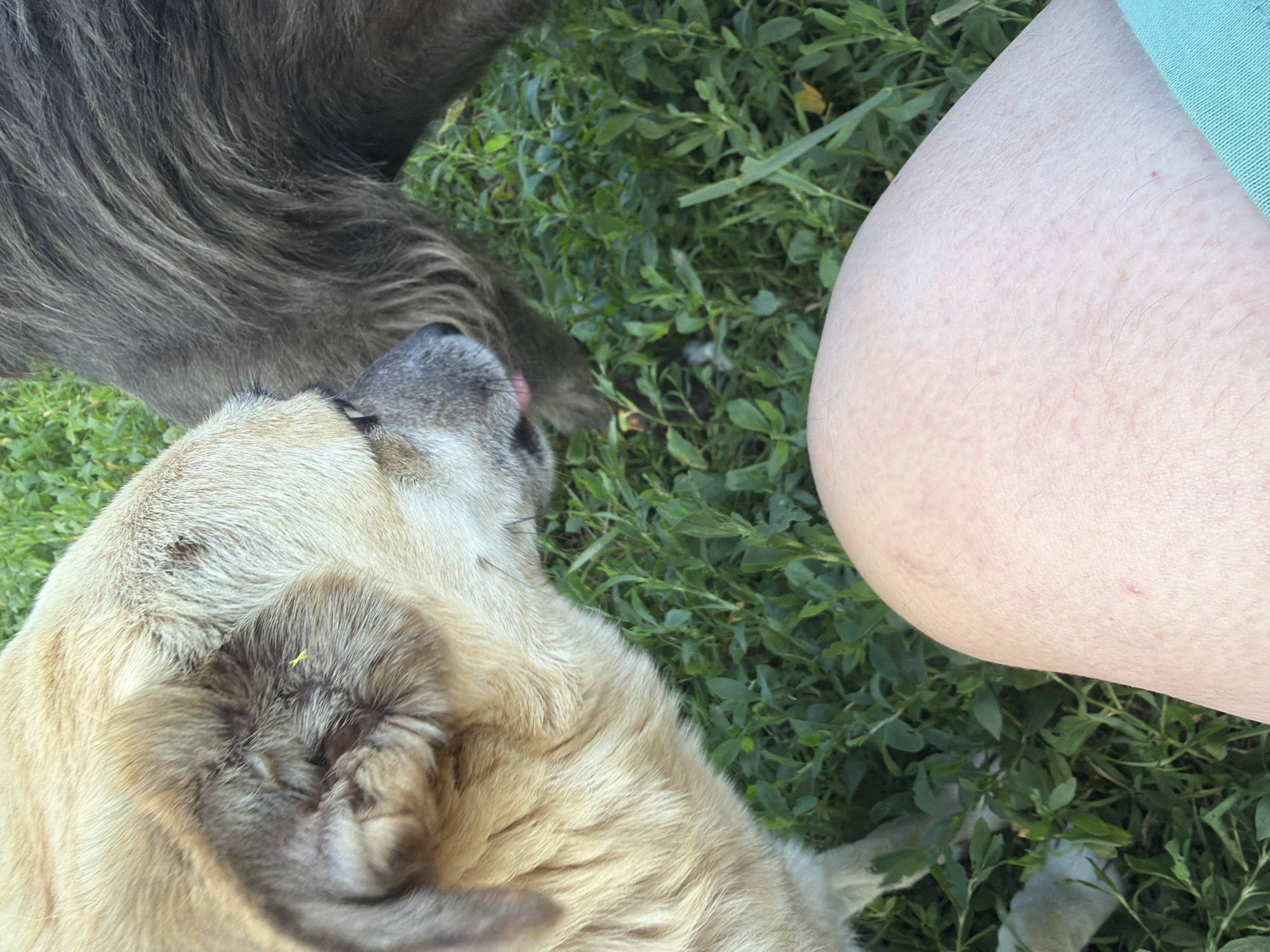 The image shows a close-up of two dogs and a person's leg, set against a backdrop of green grass and foliage. The dog in the foreground, on the left, is light-colored with tan fur and a grey muzzle. Its head is turned to the right, with its tongue slightly extended. To the right of this dog, partially obscuring it, is another dog with dark grey or brown fur. The lower portion of the image features a person's bare leg, with skin exhibiting visible pores and a few small red marks. The person is wearing green shorts, the fabric of which is visible at the bottom right corner. The scene appears to be outdoors, in what could be a backyard or park, given the presence of lush greenery. The specific location within Leningradskaya, Russia, is not discernible from the visual information provided.