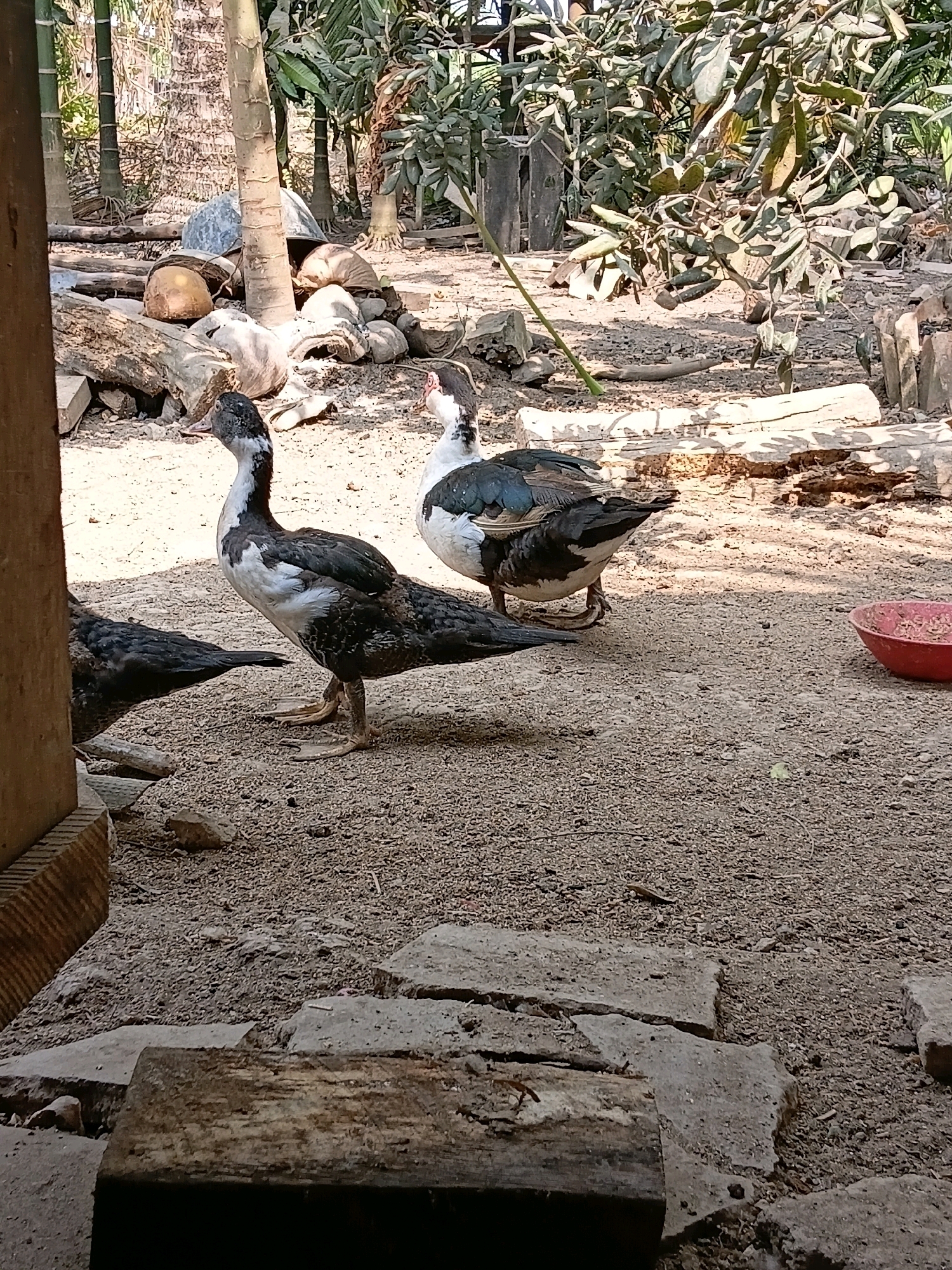 In Margo Rukun, Indonesia, a sunlit, outdoor scene depicts several ducks standing on a sandy, gravelly ground. Two ducks are prominent in the foreground, one with black and white plumage standing tall, and another mostly black duck facing away. Behind them, another black and white duck is visible. The environment suggests a rustic or rural setting, with scattered logs, rocks, and vegetation, including palm trees, in the background. A red bowl is visible to the right. The lighting indicates it is daytime.
