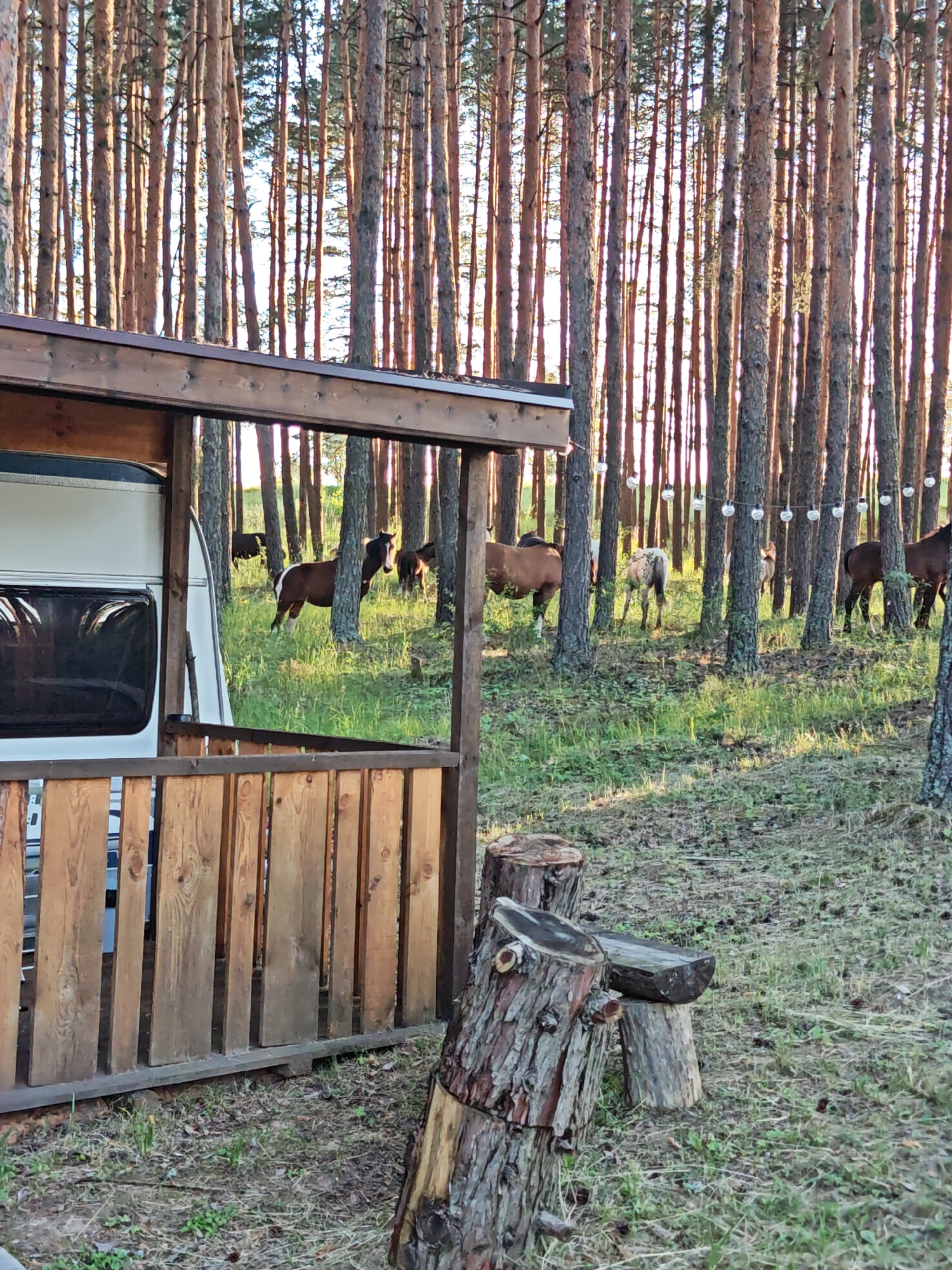 The image depicts a rustic campsite scene in a pine forest, likely in Alino, Bulgaria. In the foreground, a wooden fence and a portion of a white caravan are visible, suggesting a temporary dwelling. To the right, tree stumps have been repurposed into a makeshift seating area, with one stump acting as a table. The ground is covered in pine needles and sparse grass.
Beyond the immediate campsite, the forest opens up, revealing a clearing where several horses are grazing. The horses are of varying colors, including brown and a lighter, speckled coat. Some are standing, while others appear to be foals. The trees are tall and slender, characteristic of a pine forest, with sunlight filtering through the branches, indicating it is likely late afternoon or early evening. String lights are visible in the background, strung between trees, adding a festive touch to the woodland setting. The overall atmosphere is peaceful and serene, with a sense of being close to nature. There is no visible text in the image.
