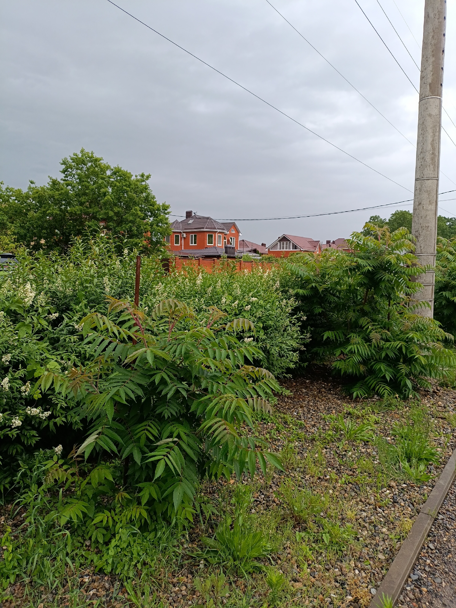 The scene is in Goryachiy Klyuch, Russia. The image captures a roadside area on an overcast day. The foreground is dominated by dense green foliage, including shrubs with feathery leaves and bushes with small white flowers. The ground cover consists of pebbles and small patches of grass. In the background, a red brick house with a brown roof is visible beyond the vegetation. A concrete utility pole with electrical wires running overhead stands to the right of the frame. The sky is uniformly gray, suggesting an overcast or potentially rainy day. A section of a curb and sidewalk is visible at the bottom right. There are no people visible in the scene.