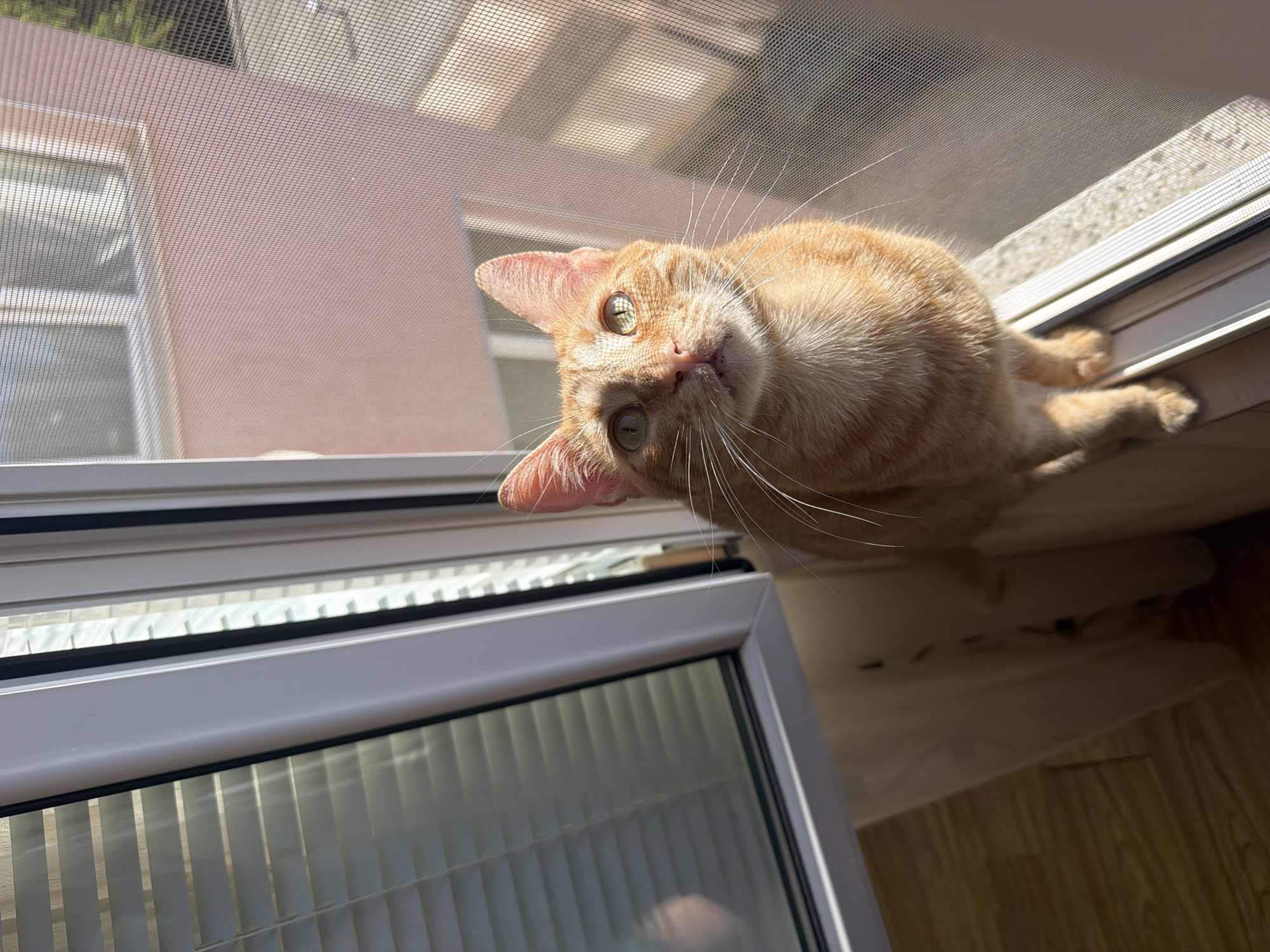 An orange tabby cat with green eyes sits on a windowsill, looking upwards. The cat has its ears perked and whiskers spread wide. Sunlight streams through the window, casting shadows and highlighting the cat's fur. The background shows a pink building across the street, and a window with blinds is visible to the left. The scene appears to be an indoor setting in a residential building, likely in the city of Varna, Bulgaria, given the architecture and sunlight patterns. The cat's pose suggests curiosity or anticipation.