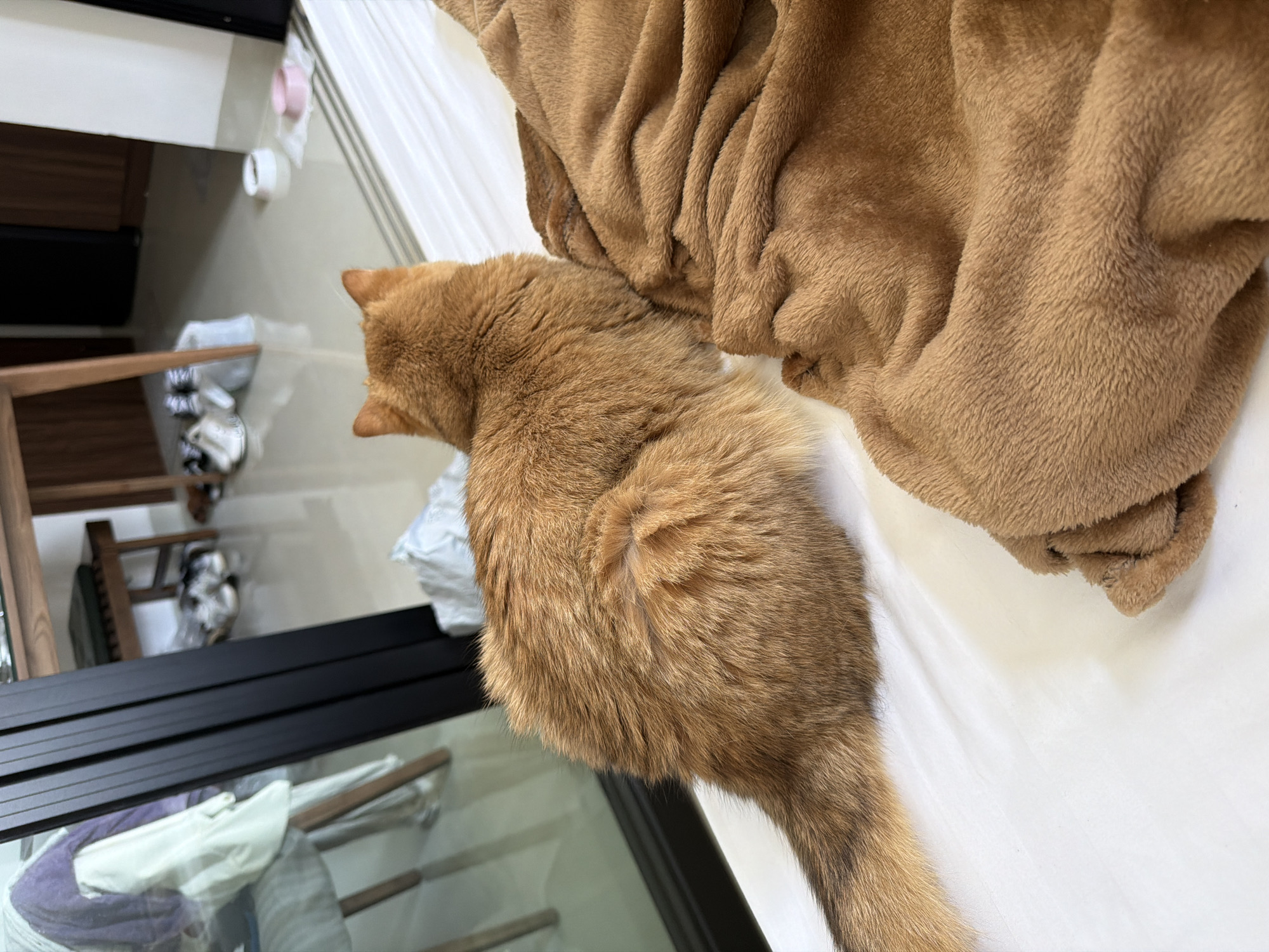 The image presents an orange tabby cat in an indoor setting, likely a home in Đà Nẵng, Vietnam. The photo is taken from a slightly overhead, tilted perspective. The ginger-colored cat is positioned on a white sheet or bed, with its back to the viewer and its head turned towards the left side of the frame, appearing to observe something out of view. A soft, crumpled brown fuzzy blanket is next to the cat on the white surface.
In the mid-ground, a prominent dark-colored (likely black) frame or rail runs horizontally, suggesting a partition or furniture element. Beyond this, a reflective surface, possibly a glass table or floor-to-ceiling window, provides a glimpse into the background. Through this surface, a wooden chair or stool and shelving units are visible, holding various objects that appear to be household items or packaged goods. The scene is well-lit, indicating either daytime or a brightly illuminated interior. No people are present, and there is no visible text in the image. The cat appears calm and relaxed in its environment.