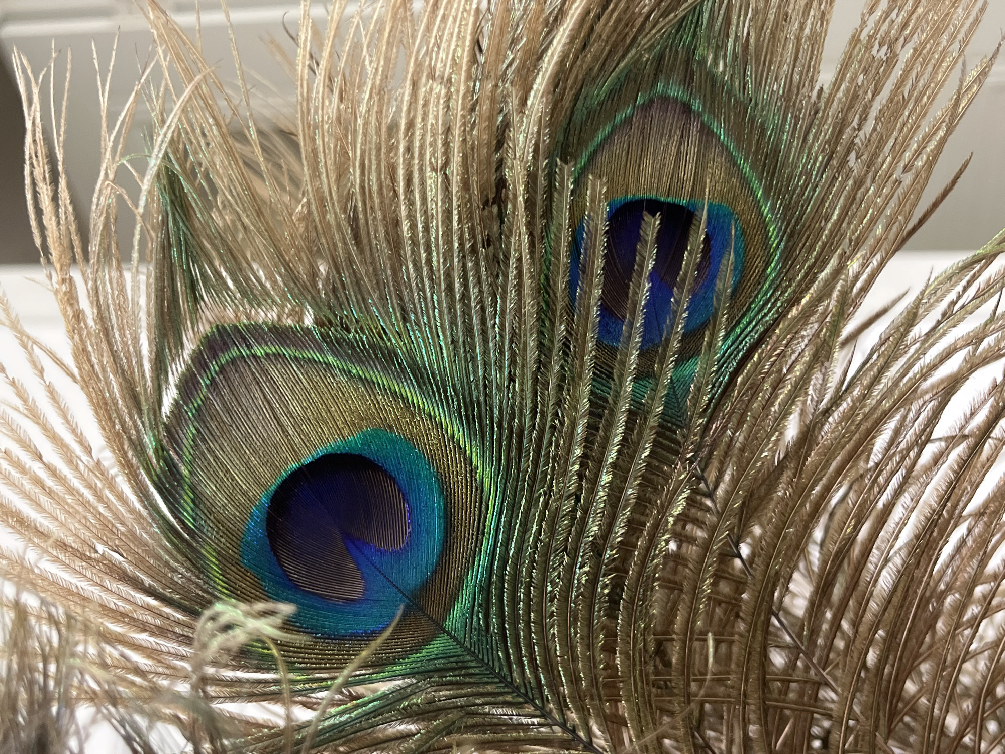 This image presents a detailed, close-up view of multiple peacock tail feathers. Two prominent, iridescent "eye" patterns are visible: one centrally located in the upper portion of the frame, displaying vibrant blue and dark purple concentric rings surrounded by shimmering green and gold-brown plumage; and a second, partially obscured "eye" situated towards the bottom right, exhibiting similar blue and green hues. The feathers' main structure consists of numerous fine, fibrous barbs predominantly in shades of tan and light brown, fanning outwards and downwards, showcasing their delicate texture. A subtle green iridescence is also present in some of the brown barbs surrounding the "eyes." The background is indistinct, appearing as a soft, light-toned blur with no discernible features. No individuals, actions, or interactions are depicted. The scene is a static display of natural objects. The location is Neftekamsk, Russia.