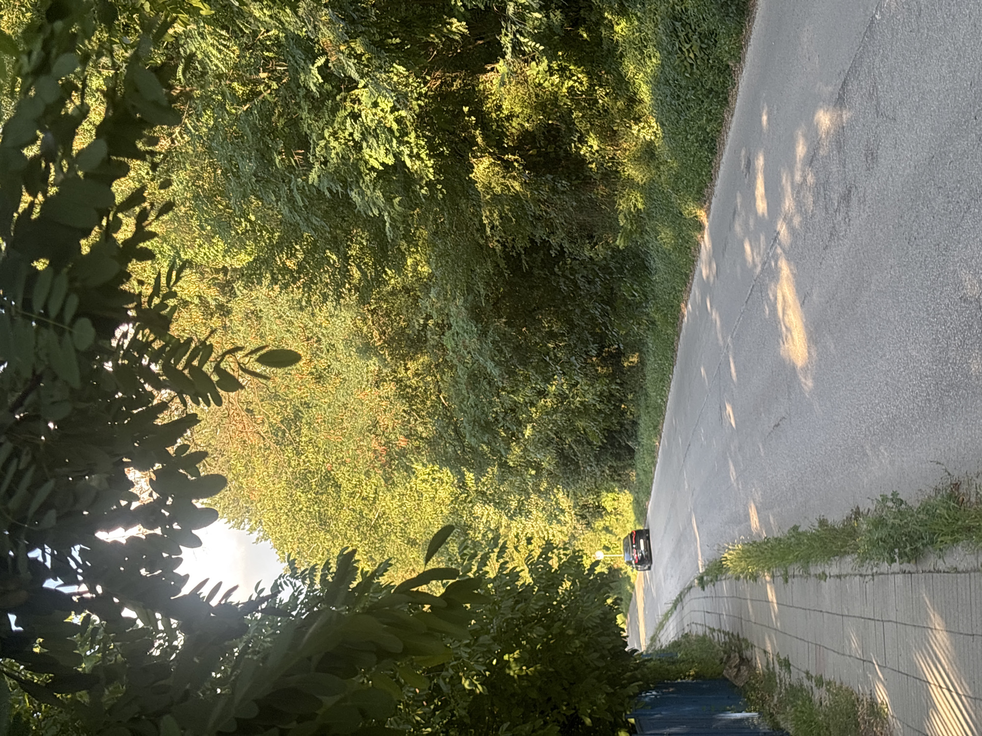 An eye-level, medium shot captures a tree-lined asphalt road in a suburban or rural setting, bathed in the warm glow of late afternoon sunlight. The road curves gently to the left, disappearing into a thick canopy of vibrant green foliage that dominates the background. The sun filters through the leaves, casting dappled shadows on the road surface and creating a serene, almost ethereal atmosphere. On the left side of the road, a paved sidewalk runs parallel, bordered by a strip of lush green grass and a blue metal fence. A dark-colored sedan is visible in the distance, traveling away from the viewer on the road. The scene is framed by the dark silhouettes of overhanging tree branches in the foreground, adding depth and a sense of enclosure. The overall impression is one of peaceful natural beauty, with the human element represented by the road, sidewalk, and car.