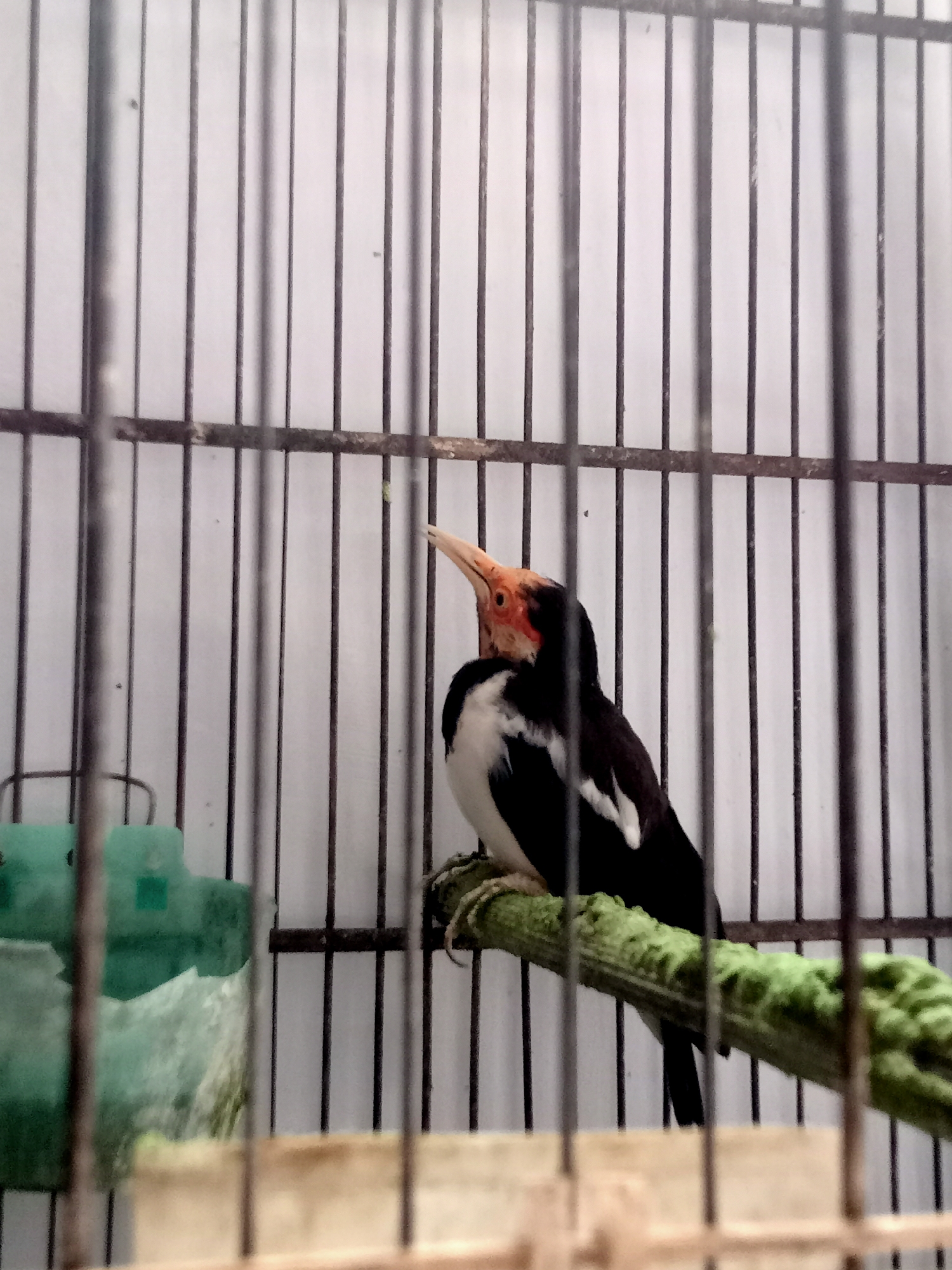 A black and white bird with an orange face and beak stands on a branch inside a cage. The cage has vertical metal bars and a white background. To the left of the bird, there is a green plastic feeder. The scene appears to be indoors, likely in a domestic setting in Simo, Indonesia.
