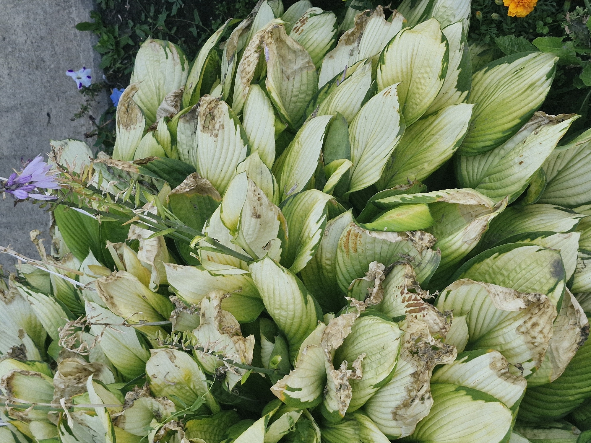 A cluster of hosta plants, characterized by large, ovate leaves with variegated green and cream coloration, is depicted. Many of the leaves show signs of damage, with brown, dried edges and patches. A few wilting, dried stems and inflorescences extend upwards from the foliage. In the background, a concrete structure is visible, along with patches of dark soil and some sparse green vegetation. Two small, delicate flowers, one pale purple and one pale blue with purple markings, are present amongst the hostas. The scene suggests an outdoor setting, possibly a garden or park area, in Kokshetau, Kazakhstan, where the plants are exhibiting signs of stress or seasonal change. No individuals are present in the image.