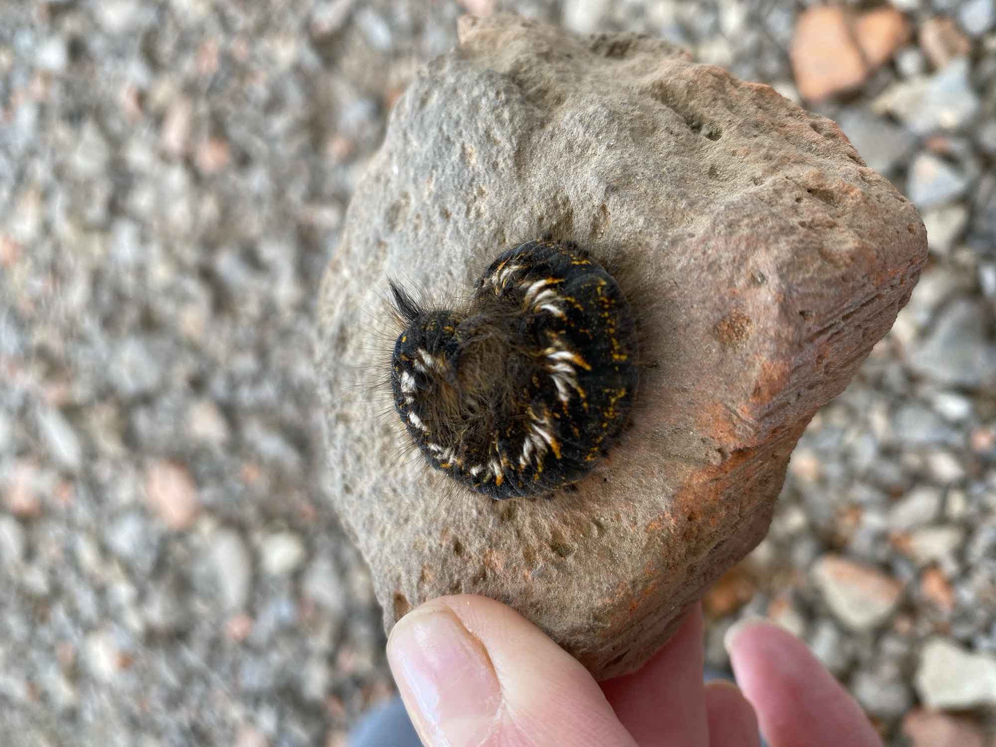 A person's thumb is visible on the left of the frame, touching a roughly textured, light brown rock. On the surface of the rock is a dark-colored caterpillar coiled into a ball. The caterpillar is fuzzy and has black, white, and orange markings. The background is blurred and appears to be a ground covered in small stones and pebbles.
