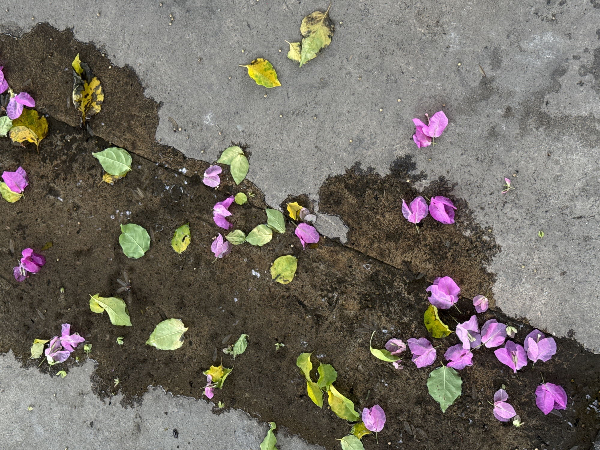 The image shows a section of wet pavement, likely concrete, strewn with scattered leaves and bright pink bracts of bougainvillea. The pavement is discolored and stained in areas, suggesting it is outdoors and exposed to the elements. The wetness is concentrated along a crack in the pavement, creating a darker, muddy-looking area where many of the leaves and bracts are gathered. The overall scene suggests recent rainfall. There is no indication of the location being Mai Sao, Vietnam. No people are visible.