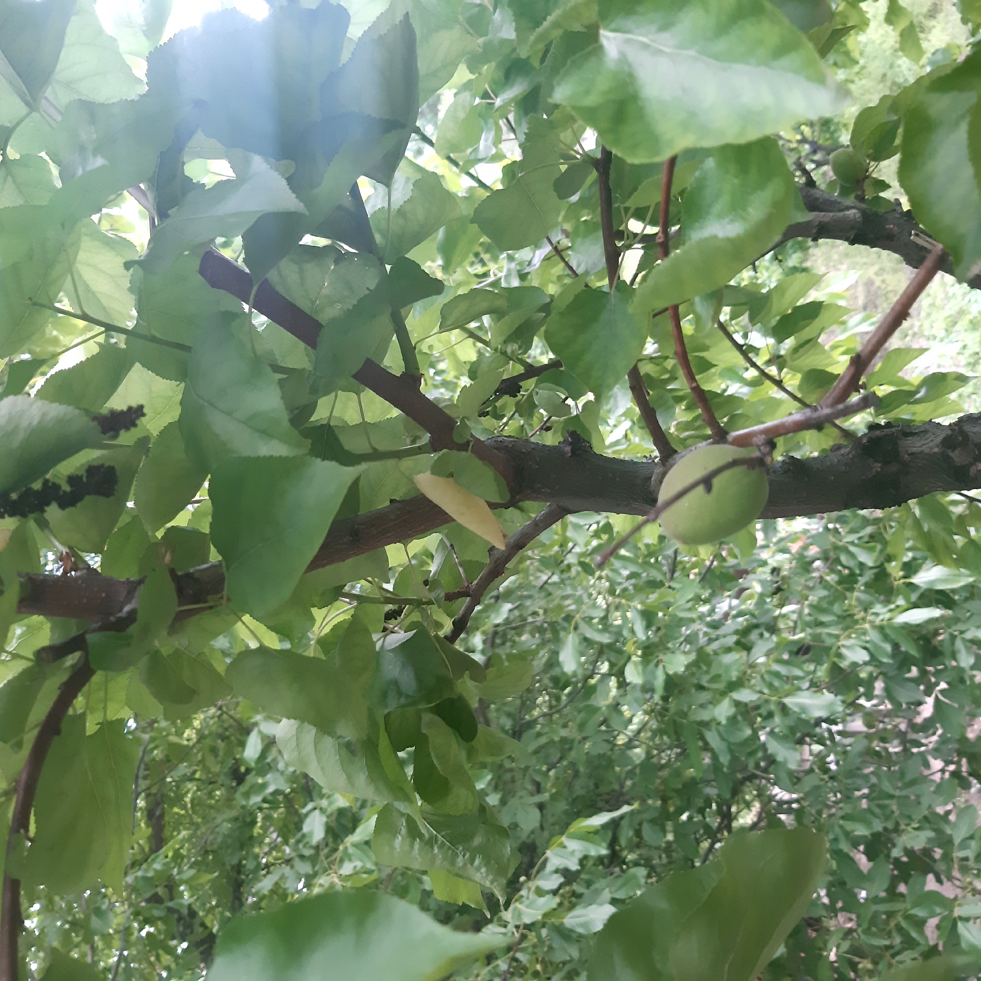 The image displays a dense canopy of green tree leaves and brown branches, viewed from below looking upwards. Bright sunlight from the upper left creates a noticeable lens flare and illuminates parts of the foliage, indicating a clear, sunny daytime.
On a sturdy brown branch towards the right side of the main image, a single, unripe, spherical light green fruit is visible, resembling a young apricot or plum. Further details provided by the cropped sections reveal darker, clustered fruits in other parts of the foliage, consistent with mulberries. The leaves are vibrant green, some appearing to have slightly serrated edges, and a few small, yellowish leaves are also present. The background shows a soft, out-of-focus blur of additional green vegetation, suggesting an expansive natural outdoor environment.
The scene depicts a fruit-bearing tree, likely within an orchard or garden. Given the location context of Yeghegnadzor, Armenia, a region known for its agriculture, the presence of these fruits is characteristic. There are no people, explicit activities, or visible text in the image.