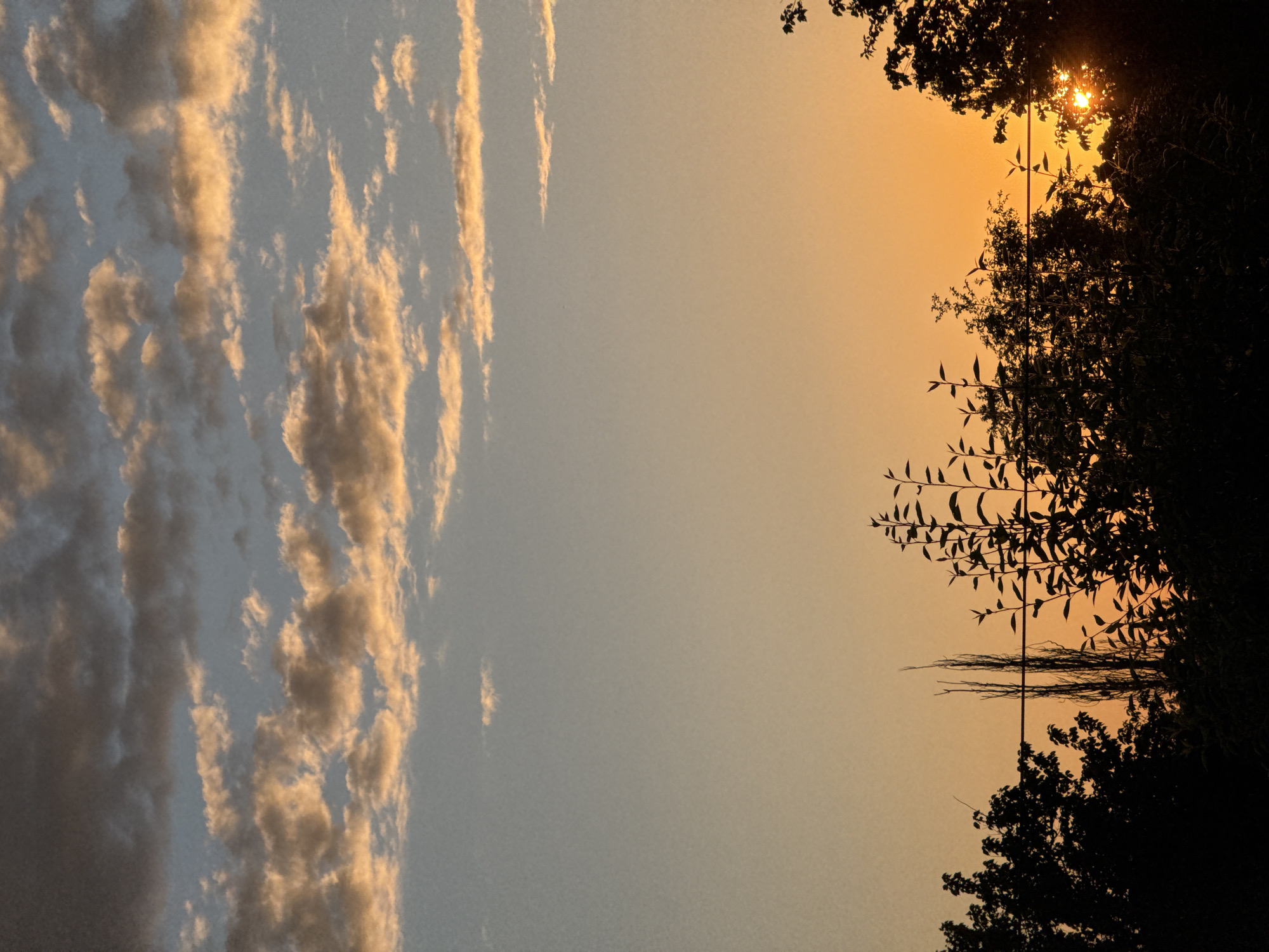 The image depicts a sunset over a silhouette of trees and foliage against a gradient sky. The upper portion of the sky is a pale blue transitioning to a warm orange hue near the horizon. Wispy clouds are scattered across the sky, illuminated by the setting sun. In the foreground, the dark silhouettes of various trees and plants create a stark contrast against the illuminated sky. A thin power line stretches horizontally across the middle section of the image, intersecting some of the silhouetted vegetation. The sun itself is visible as a bright, diffused light source peeking through the branches of a tree on the right side of the frame, casting a radiant glow. The scene appears to be outdoors, possibly in a park or a residential area with significant greenery, given the presence of the trees and the power line. No people or specific urban structures are discernible.