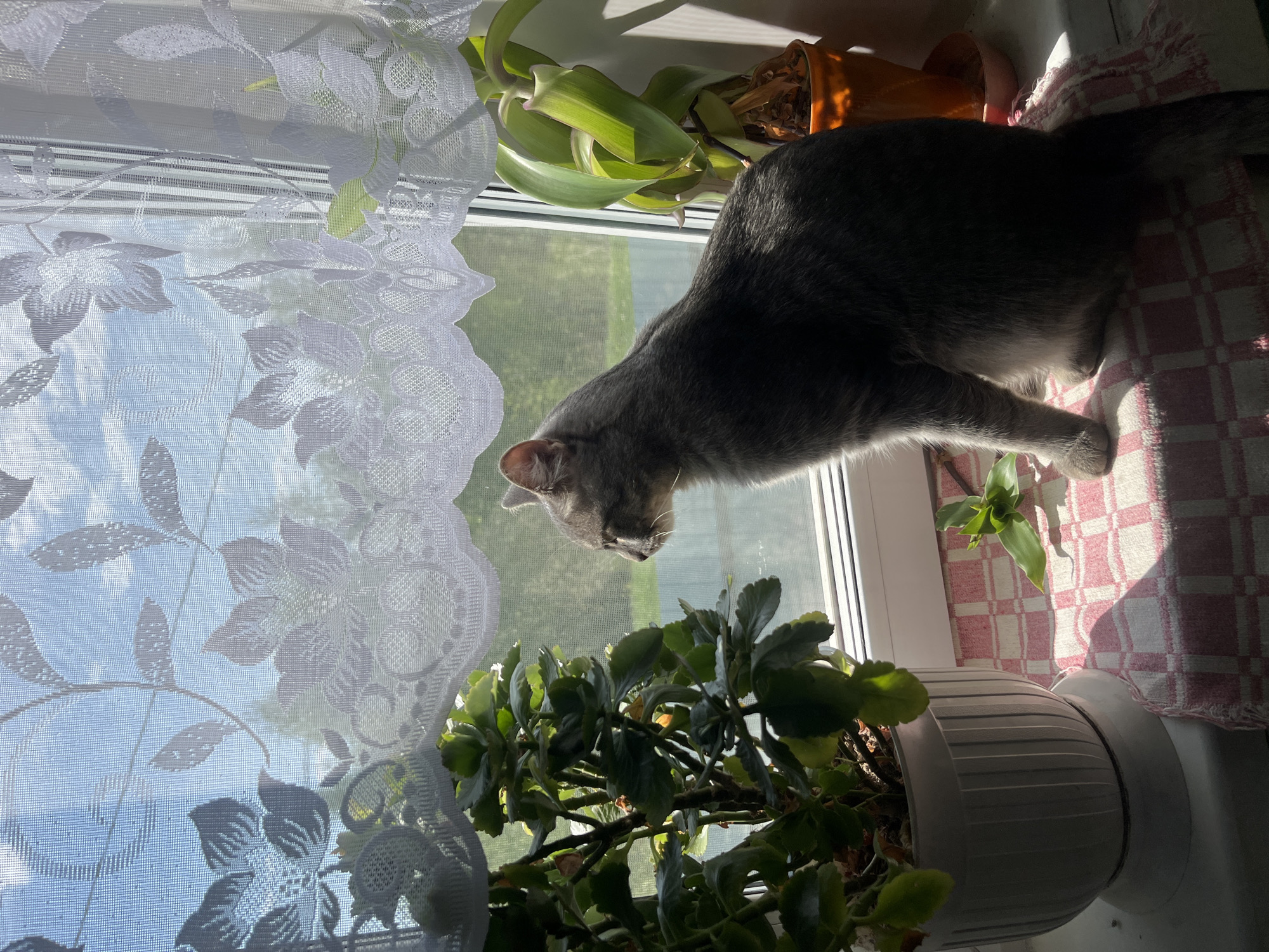 A gray cat is on a window sill, leaning over a potted plant. A white, floral-patterned curtain hangs to the side of the window. There is a plant in an orange pot on the right side of the window sill. A red and white checkered towel is also on the right side of the window sill. It is daytime, and the sky is visible through the window. There are green trees visible outside the window. The image was taken in Nizhny Tagil, Russia.