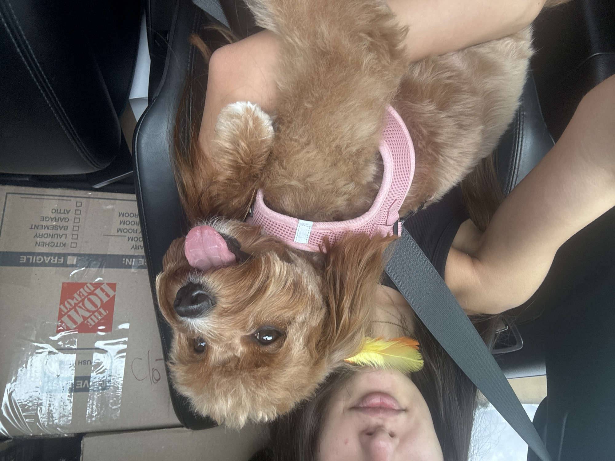 A woman with long dark hair and a black tank top is in the driver's seat of a car, holding a small, light brown dog. The dog is wearing a pink harness and has a yellow and orange feather tucked behind its ear. The woman is smiling and looking at the camera, while the dog has its tongue hanging out and is also looking at the camera. In the background, there are moving boxes, one of which has a Home Depot logo on it. The car appears to be parked, as the seatbelt is across the woman's chest. The scene is indoors, likely in a garage or a moving truck, as evidenced by the boxes and the lighting. The image was taken in Deerfield Beach, United States of America.