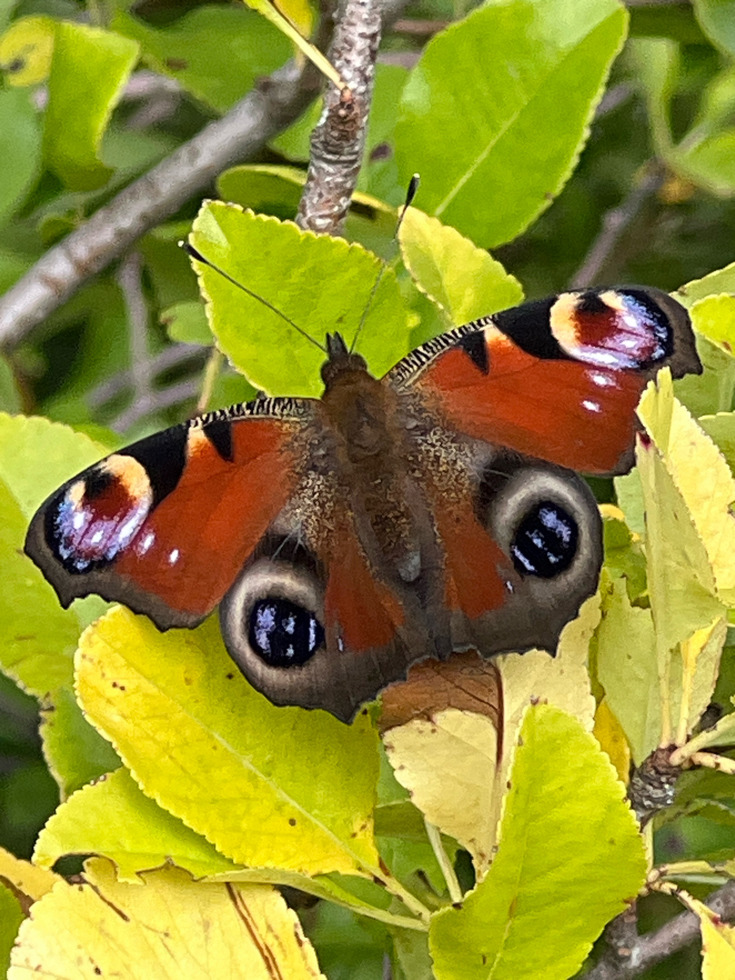 A Peacock butterfly (Aglais io) is perched on yellow and green leaves. The butterfly has orange wings with eye-like markings. The background consists of branches and foliage. The scene is located in Fasty, Poland.