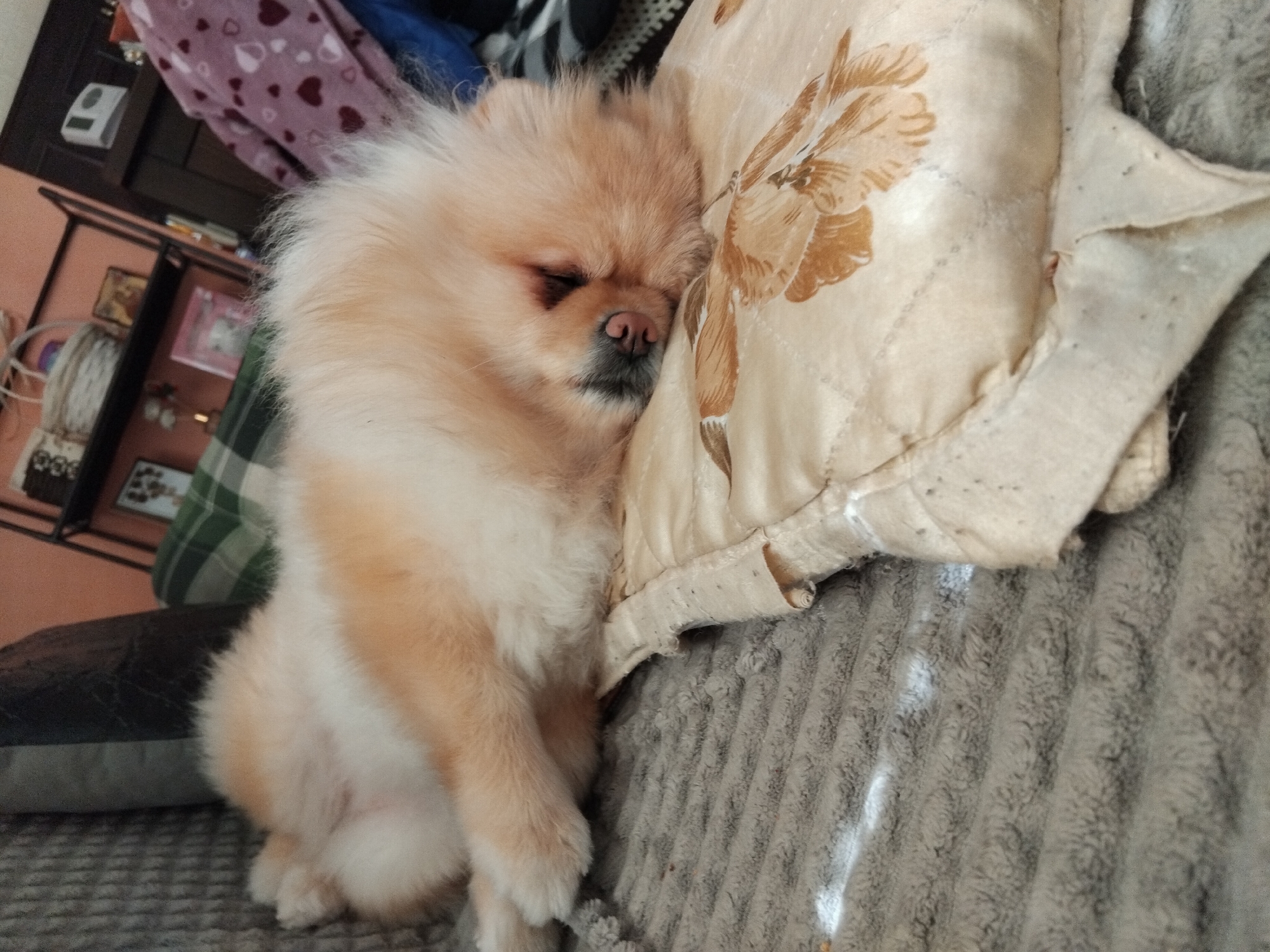 A light-brown Pomeranian dog is sleeping. It is curled up next to a beige pillow with a brown floral design. The pillow is on a grey, ribbed blanket. In the background, there is a dark-brown cabinet with items on its shelves, partially obscured by the dog. The location is Apriltsi, Bulgaria.