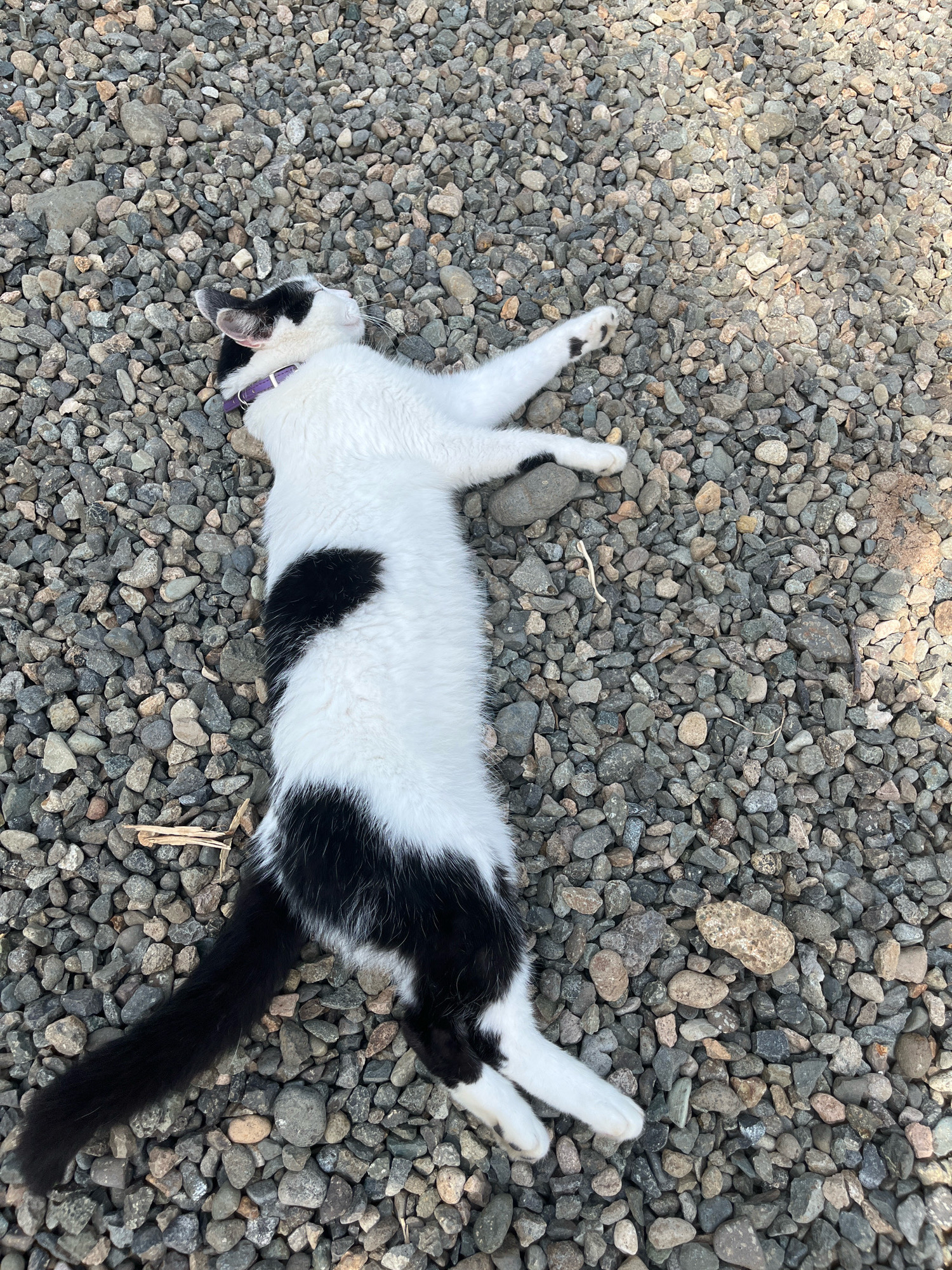 A black and white cat is lying on its back on a gravel surface. The cat is wearing a purple collar. The gravel is composed of small, grey and tan stones. The cat's paws are extended upwards. The scene is outdoors and appears to be in a yard or park. The location is Ureki, Georgia.