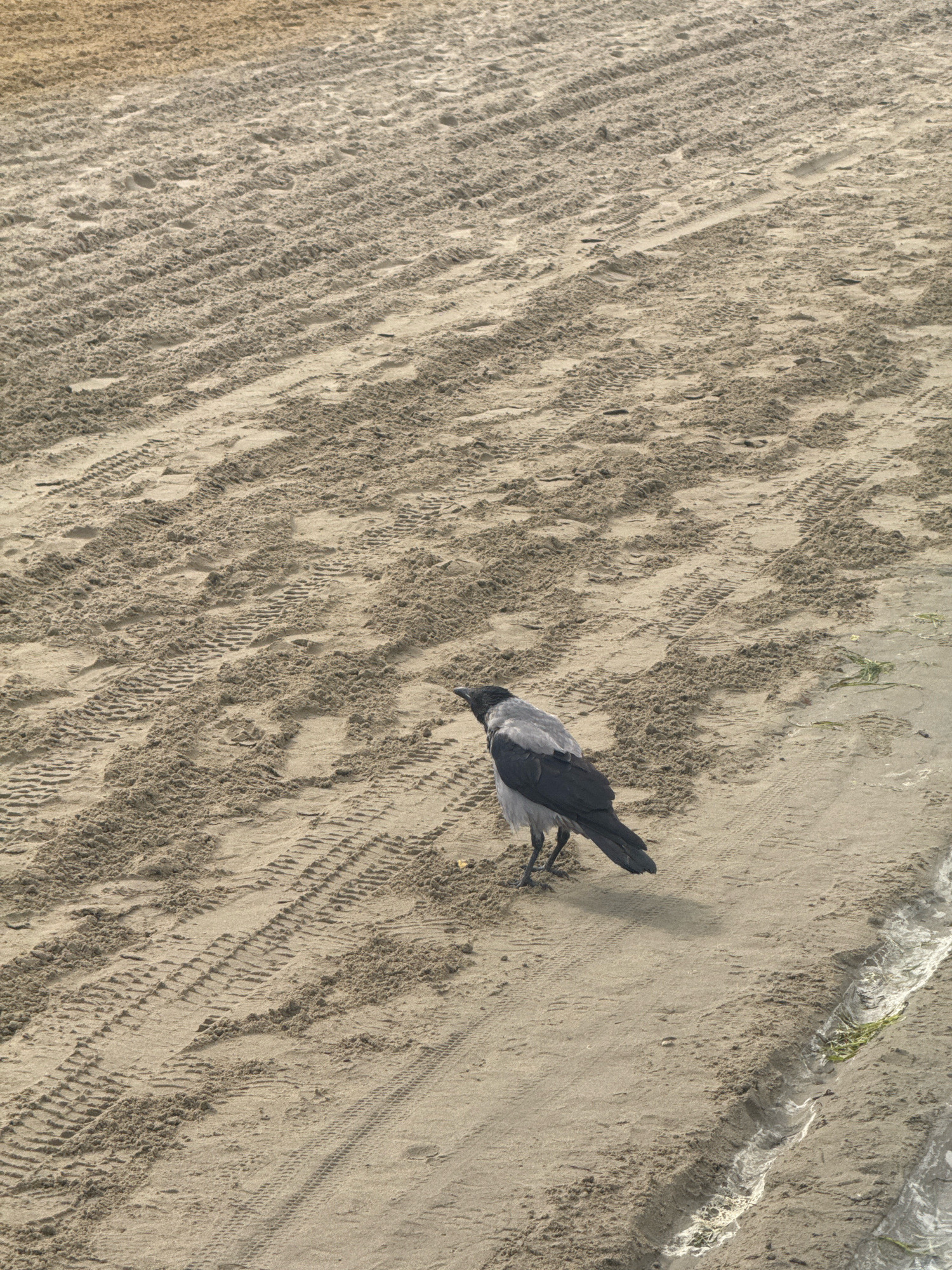 The image shows a single crow standing on a sandy beach. The sand is imprinted with parallel tire tracks, suggesting recent vehicle activity. The crow is facing to the left of the frame, with its head slightly bowed as if foraging. The background consists of more of the same sandy terrain, with a hint of water and some green algae visible along the edge of the beach on the right. There are no other people or animals visible in the frame. The lighting suggests it is daytime. The location is identified as the city of Anapa, Russia.