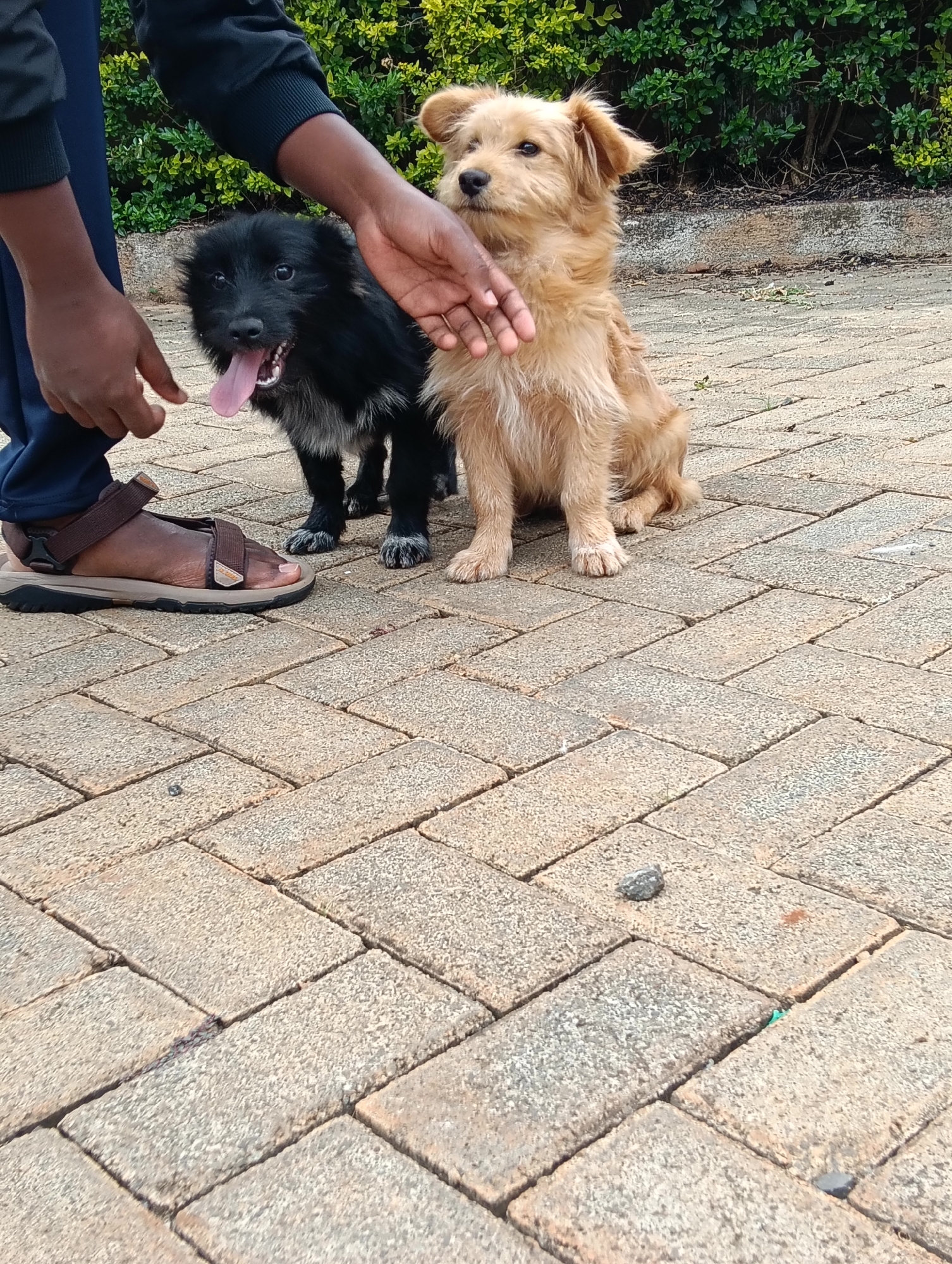 In Olkeri ward, Kenya, a person's hands and feet are visible in the foreground, interacting with two puppies on a paved walkway. The person is wearing dark blue pants and a brown sandal. One hand is extended towards the black puppy, which is panting with its tongue out. The other puppy, a light brown and fluffy dog, is sitting next to the black puppy. Behind the puppies, a hedge of green bushes forms the background. The scene appears to be outdoors during daylight, with natural lighting. The paving stones are laid in a herringbone pattern, and a few small stones and a piece of green material are scattered on the ground. The puppies seem curious and engaged, suggesting a moment of gentle interaction. There is no visible text in the image.