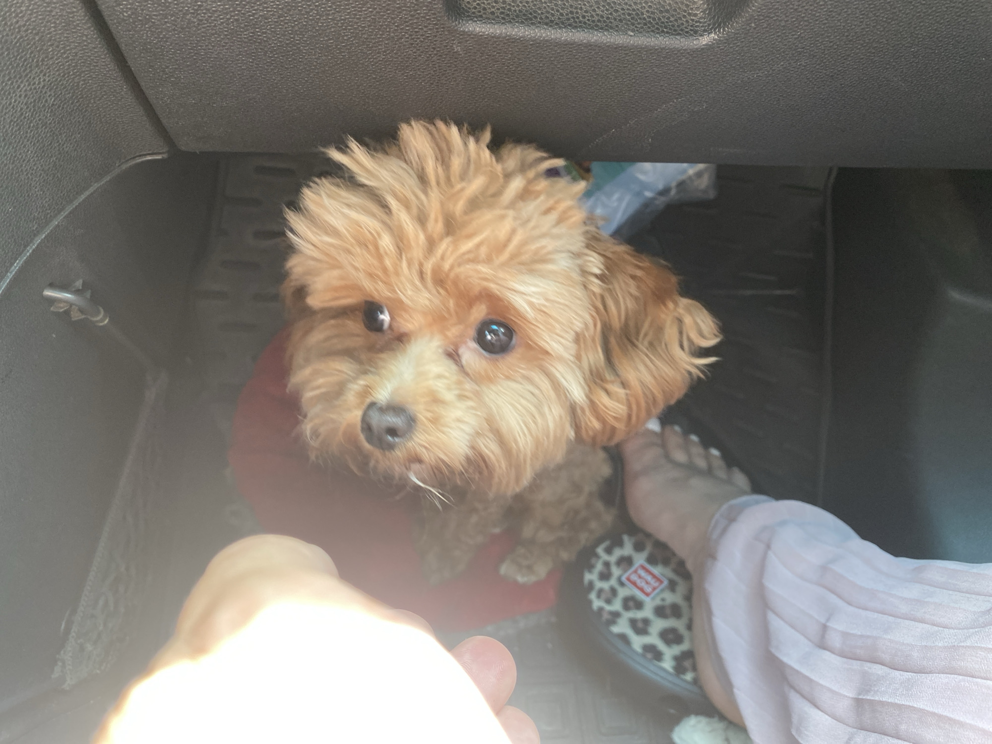 A small, light brown dog with fluffy fur sits in a car's footwell. The dog is looking up at the camera with its mouth slightly open. In the foreground, a person's hand and foot are visible. The foot is resting on a leopard-print slipper. The car's interior is dark, with a textured dashboard and floor mats. The image is taken from a low angle, looking up at the dog.