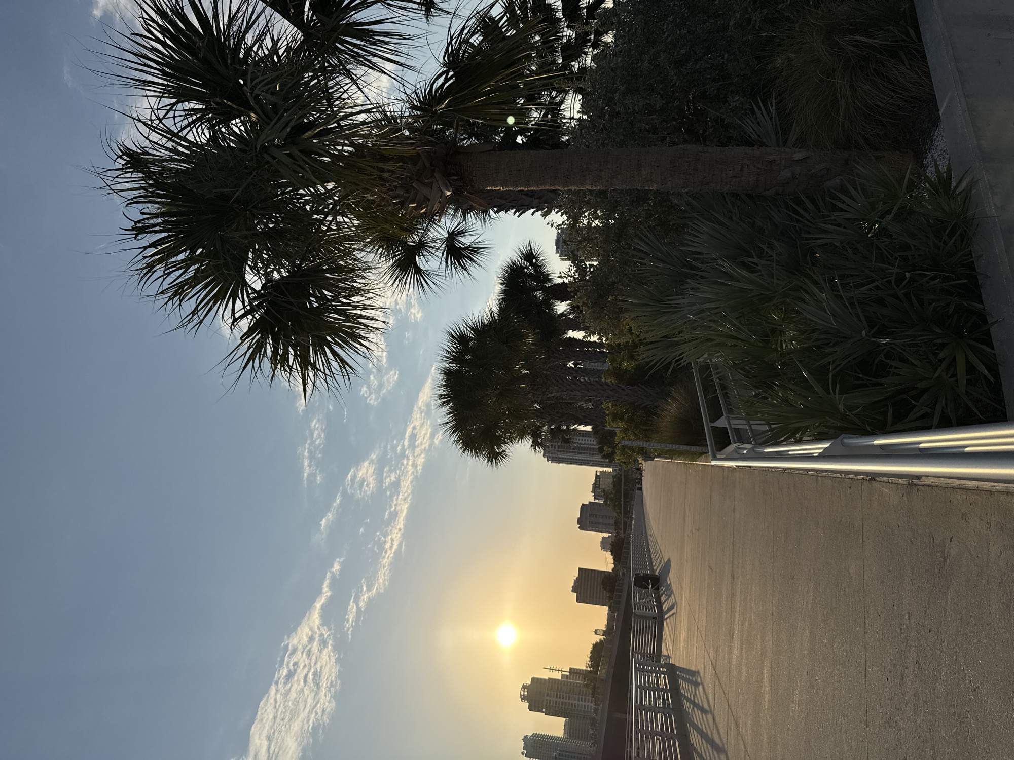 The scene depicts a late afternoon or early evening setting on a waterfront promenade in Saint Petersburg, United States of America. The sky is a clear light blue with scattered, elongated white clouds, particularly concentrated towards the left. A bright, circular yellow-white sun is prominently visible in the upper-left quadrant, indicating a low sun angle consistent with sunset.
In the foreground and extending along the right side, multiple mature palm trees with dark green, fanned fronds are silhouetted against the sky. Below these trees are dense plantings of various green shrubs and grasses, contained within a concrete planter box or barrier at the extreme lower right.
A wide, light-colored concrete pathway or boardwalk occupies the left and central midground, curving gently towards the right into the distance. It is bordered on both sides by continuous silver-colored metal railings composed of multiple horizontal bars, which cast long, distinct shadows onto the pathway from the low sun. A dark, cylindrical trash receptacle and a light-colored bench are situated on the left side of the pathway.
In the far distance along the pathway, several indistinct human figures are visible, silhouetted and appearing to walk away from the camera. The background reveals a cityscape silhouette featuring numerous multi-story buildings and skyscrapers. A large bridge structure is also discernible, connecting to the urban area. The entire scene is bathed in warm, golden light from the setting sun, creating strong contrasts and elongated shadows.