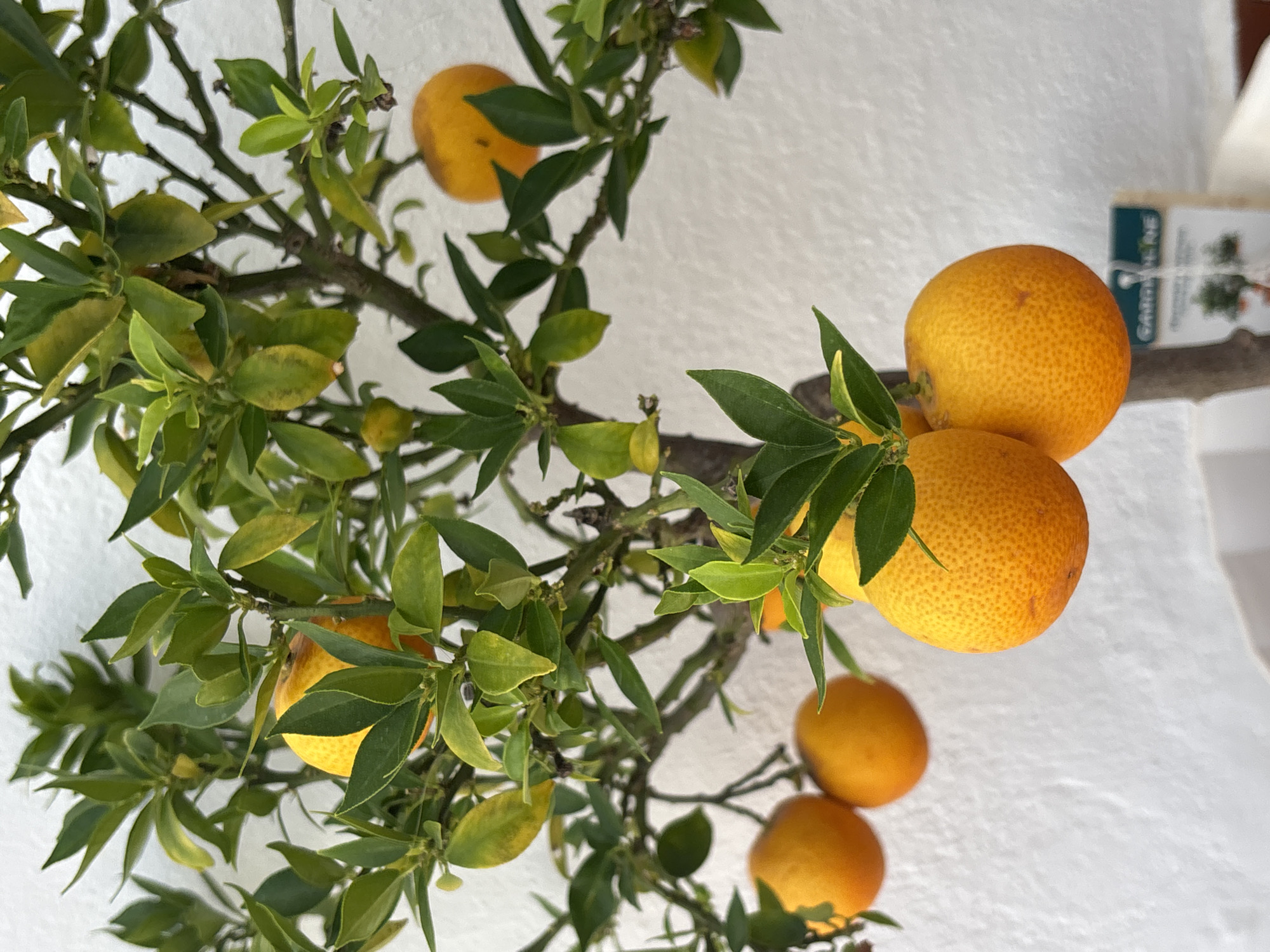 A close-up, vertical shot captures a small citrus tree laden with ripe oranges, set against a textured white wall. The tree branches, dark and gnarled, are heavily adorned with vibrant green leaves, some showing slight yellowing. Several round, orange fruits are visible, some clustered together, others hanging singly. The texture of the oranges is detailed, showing a bumpy peel. In the lower right corner, a plant tag with green lettering is partially visible, suggesting the image was taken in a garden or nursery setting. The lighting appears natural, casting soft shadows. The city of Orihuela, Spain, is not explicitly depicted in the image's visual elements, nor is any geographical context provided beyond the object of the photograph. There are no people, animals, or specific actions taking place. The focus is solely on the fruit-bearing tree and its immediate surroundings.