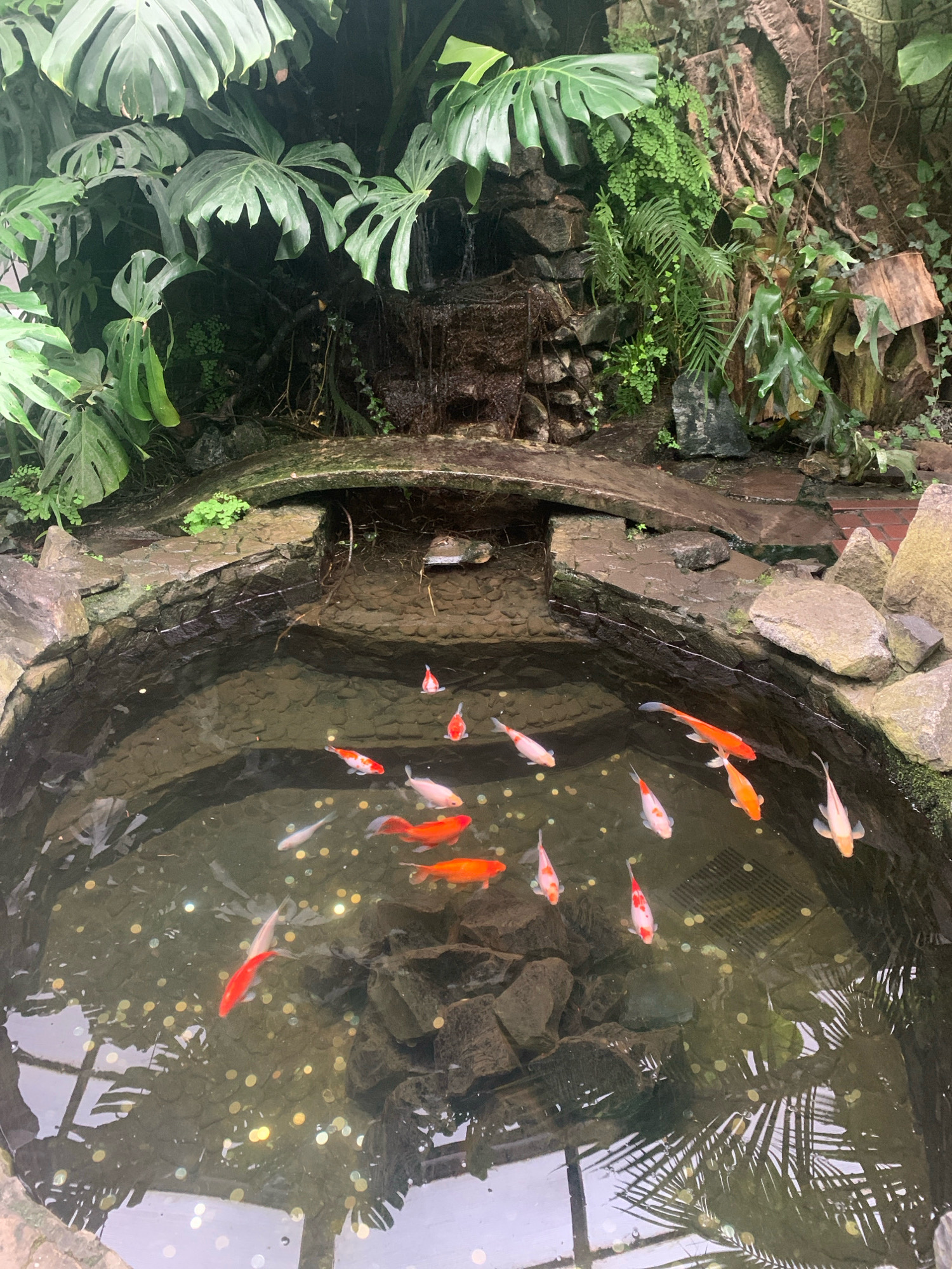 In Lviv, Ukraine, a serene pond within a lush, green environment features several goldfish swimming in clear water. The pond is adorned with numerous coins at its bottom, suggesting it might be a wishing well or a popular tourist spot. The water is surrounded by rocks and dense foliage, including large monstera leaves and ferns, creating a naturalistic setting. A small waterfall trickles down moss-covered rocks into the pond. The lighting suggests an indoor or shaded outdoor location, possibly a botanical garden or a themed indoor space. The pond appears to be part of a larger decorative feature, with a stone bridge-like structure arching over a section of it. There are no people visible in the image.