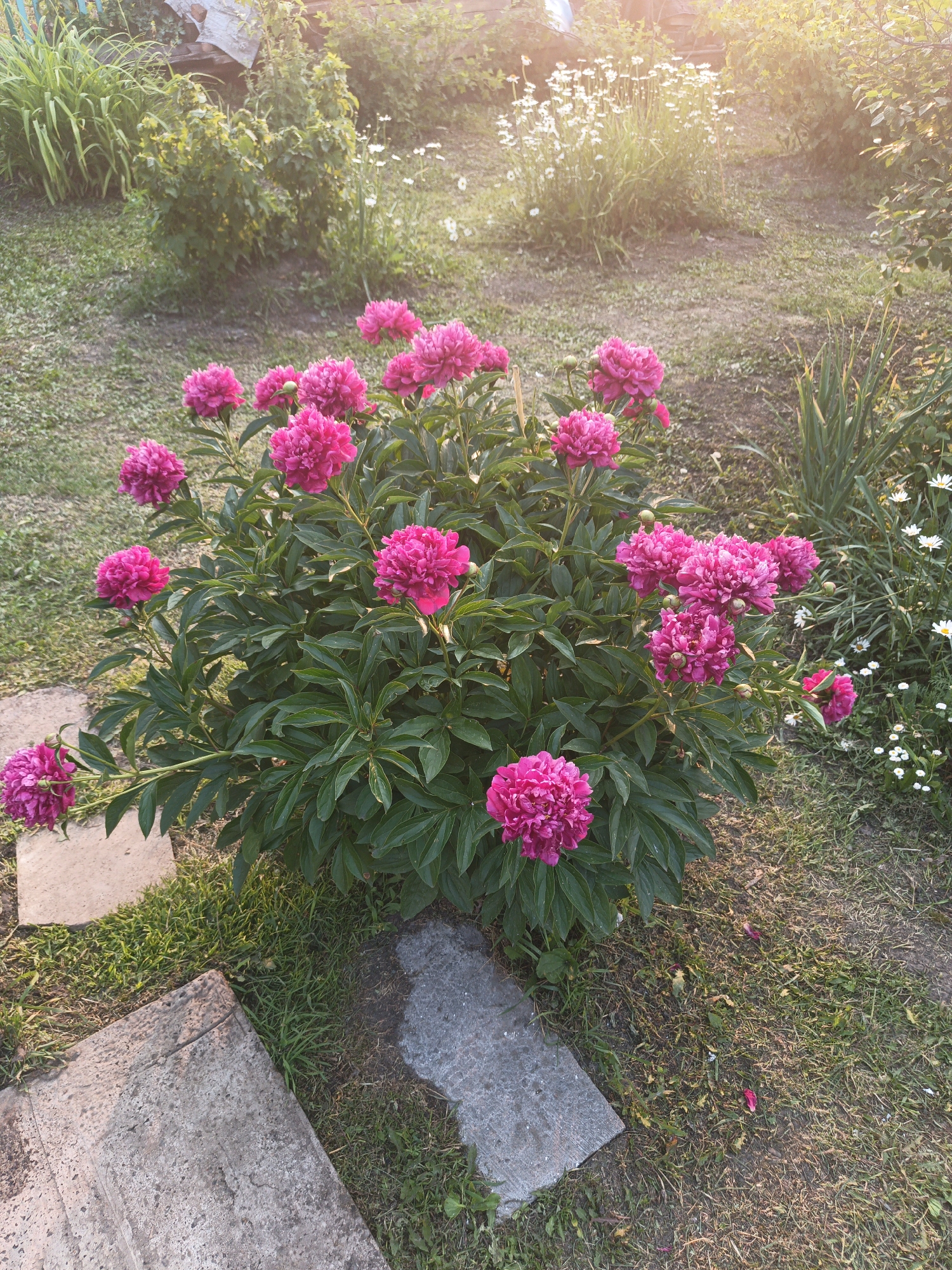 A vibrant pink peony bush is the central focus of this garden scene, located in Kalachevo, Russia. The bush is covered with numerous large, fully bloomed peonies, their rich color standing out against the lush green foliage. A few smaller, unopened buds are also visible.
The ground around the bush is covered with a mix of green grass and dry, patchy soil. Several irregularly shaped, light gray paving stones are placed on the ground, partially peeking out from under the leaves and around the bush, creating a rustic pathway.
In the background, the garden transitions into a softer, more natural setting. A patch of delicate white flowers, resembling daisies or chamomile, are in bloom, bathed in the warm, golden light of what appears to be late afternoon or early evening sun. Behind them, there are various shrubs and taller plants, some with green leaves and others with hints of yellow, suggesting a mix of deciduous and possibly flowering species. Sunlight filters through the greenery, creating bright highlights and soft shadows, giving the scene a peaceful and idyllic atmosphere. The overall impression is one of a well-tended, charming garden in a rural or suburban setting.