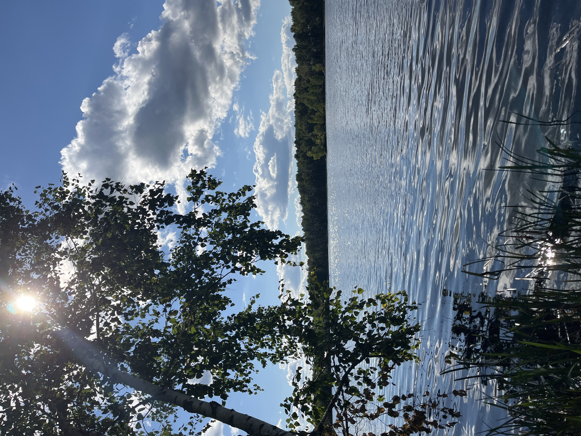 The image depicts a serene lake scene, possibly in the city of Нагорный, Russia, on a bright, sunny day. In the foreground, on the left, a portion of a birch tree with green leaves extends into the frame, its branches dappled with sunlight. Tall, thin reeds or grass grow along the edge of the water in the lower right corner. The lake itself is calm with gentle ripples, reflecting the blue sky and scattered white clouds. Across the lake, a dense line of green trees forms the distant shoreline. The sun is high in the sky, creating a bright glare and lens flare effect through the leaves of the tree. No people are visible in the image.