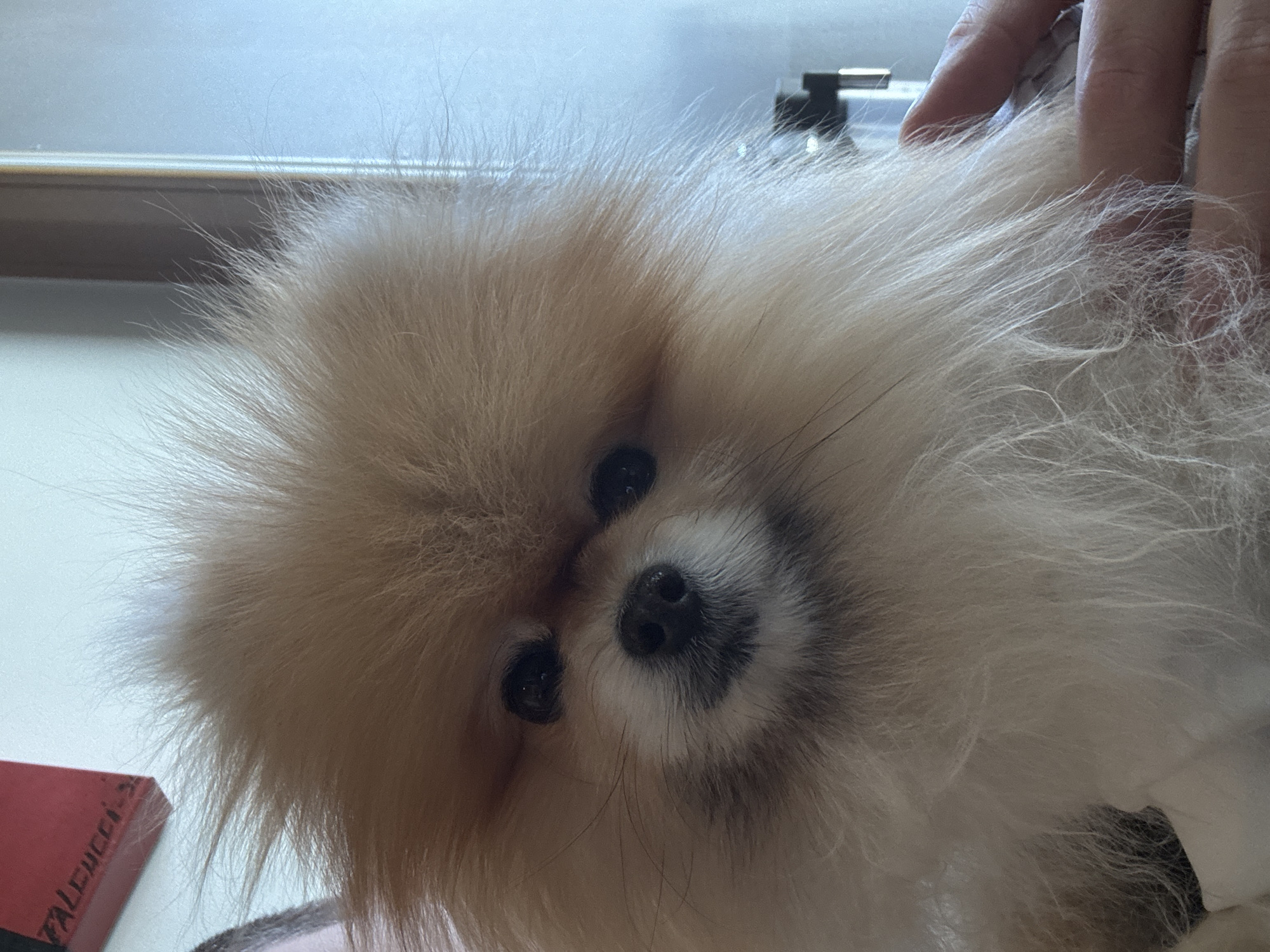 A close-up, eye-level photograph captures a small, fluffy Pomeranian dog, centrally positioned and looking directly towards the viewer. The dog is predominantly light brown to cream-colored, with profuse, fine fur creating a round, effulgent silhouette around its head and body. Its face features small, dark, round eyes and a distinct black nose. A partial human presence is observed with a light-skinned hand visible in the lower right quadrant, gently supporting the dog. A segment of a person's upper body or shoulder is faintly discernible in the upper left background, partially obscured by the dog's fur. The background primarily consists of a light-colored, indistinct interior wall or surface. In the upper left, behind the human form, a red rectangular object with the white, partially legible text "FALCUCCI" is present. On the right side of the frame, a vertical, light-colored element, consistent with a door frame or window frame, is visible. This scene is situated in an unspecified indoor location within the city of Warsaw, Poland.