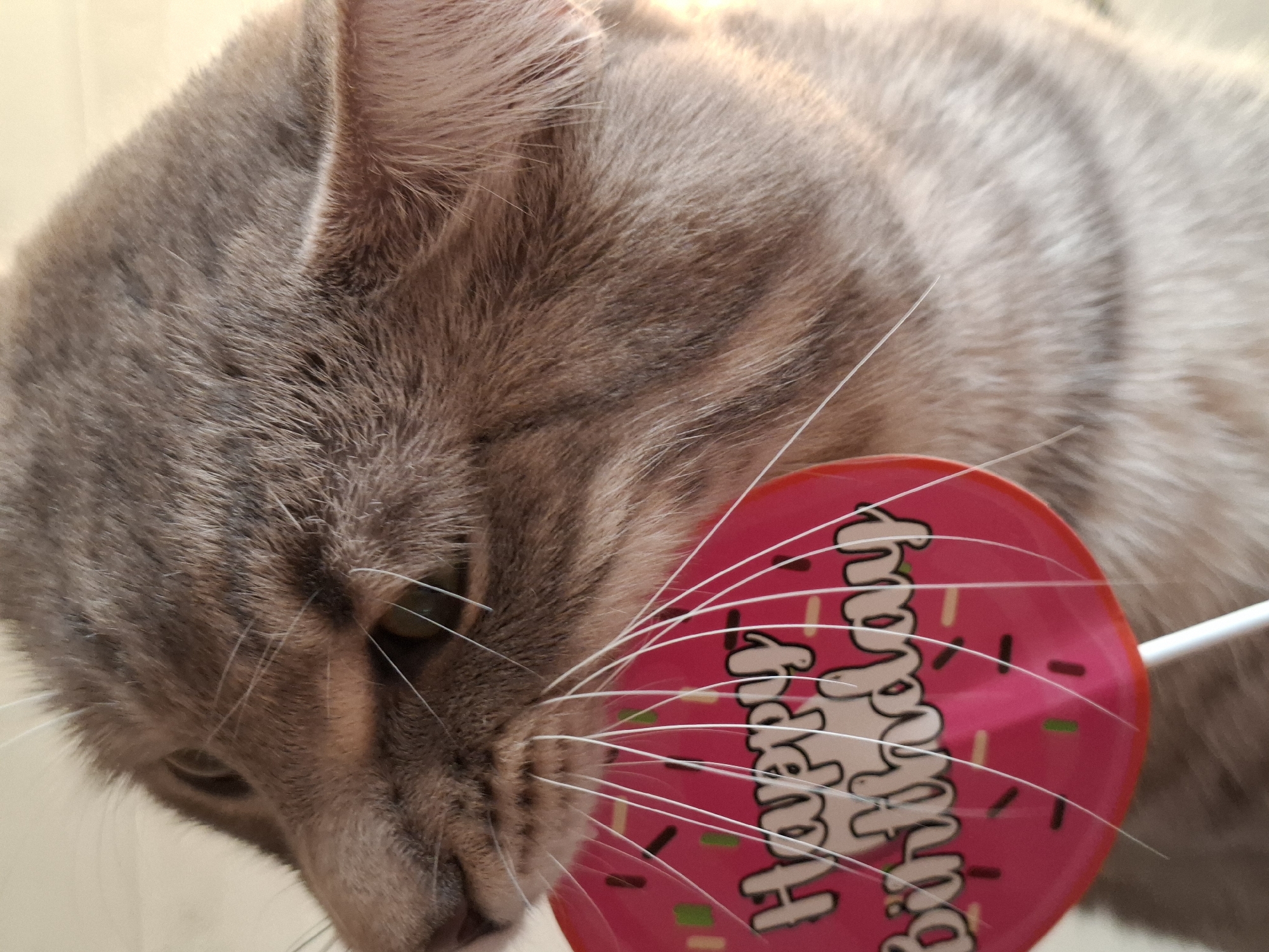 A close-up shot focuses on a grey tabby cat interacting with a pink lollipop. The lollipop, featuring the words "Happy Birthday" and cartoon sprinkles, is positioned near the cat's face, close to its whiskers. The cat's head, ear, and patterned fur are clearly visible. The scene is brightly lit.
The photograph was taken in Novi Sad, Serbia.