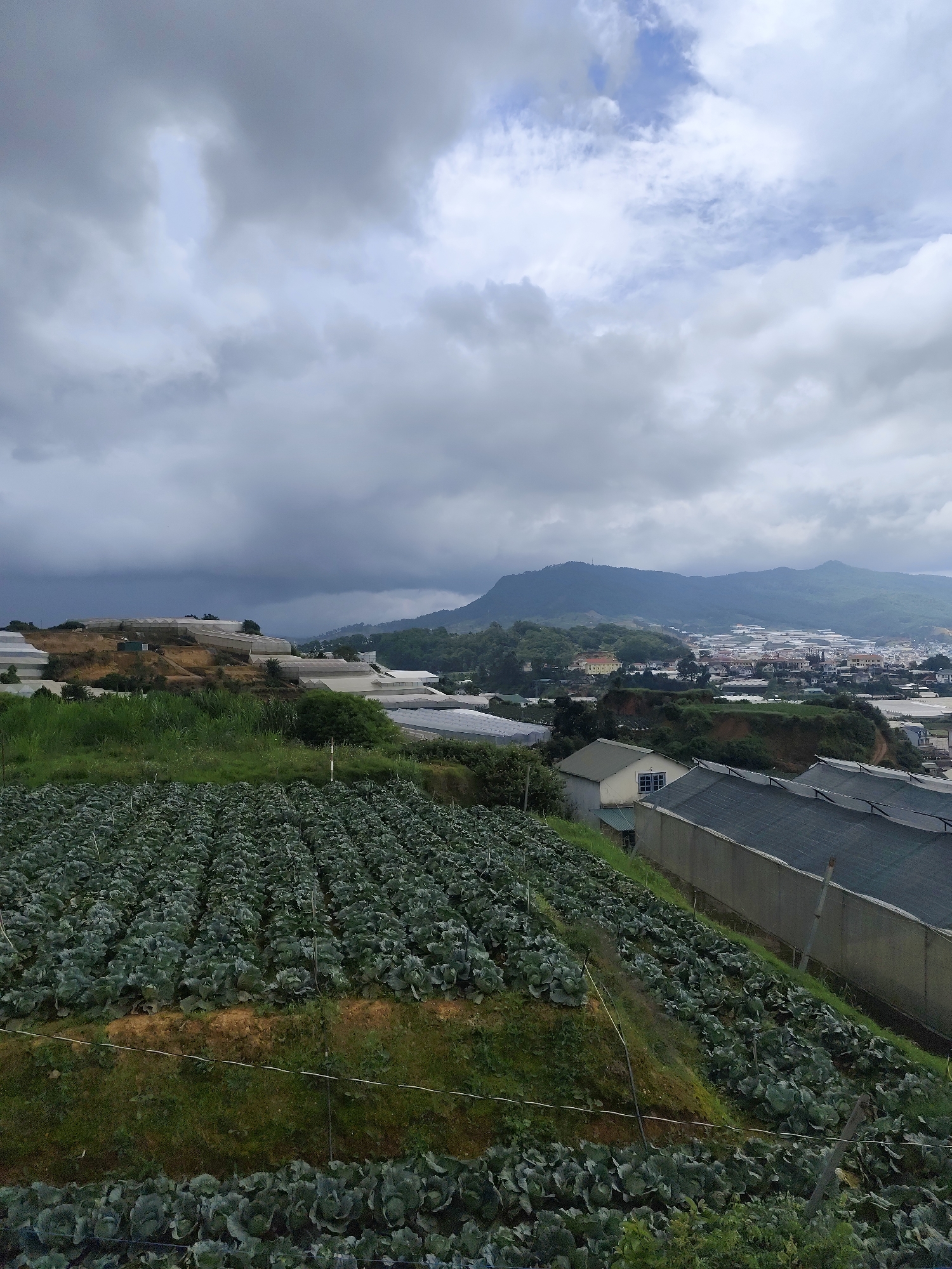 The image captures a rural landscape in Lạc Dương, Vietnam, characterized by agricultural fields and greenhouses. In the foreground, rows of crops, likely cabbages, stretch across a sloping hillside, with the plants appearing dense and healthy. Behind these fields, several large greenhouses are visible, their white coverings reflecting the overcast sky. Further in the background, a town or city is nestled among rolling hills, with buildings and infrastructure spread across the landscape. The sky is filled with heavy, gray clouds, suggesting an impending storm or a day of diffused light. The overall scene depicts a farming community engaged in agricultural production within a mountainous region.