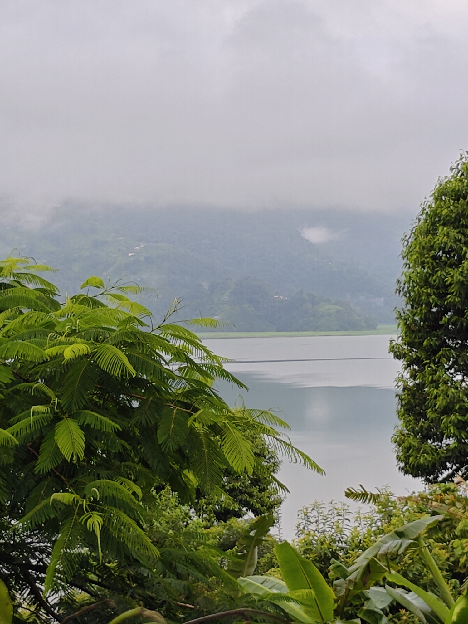 The image depicts a scenic view of Phewa Lake in Pokhara, Nepal, on an overcast day. In the foreground, lush green foliage, including ferns and banana leaves, partially obscures the view. To the left, a large tree with delicate, feathery leaves is prominent. To the right, another dense green tree stands tall.
The middle ground features the tranquil expanse of Phewa Lake, reflecting the muted sky. A long, thin structure, possibly a bridge or dam, spans across the water. In the background, mist-shrouded hills and mountains rise, with scattered buildings visible on their slopes, indicating a semi-urban or rural landscape. The overall atmosphere is serene and natural, characteristic of the Pokhara region. There are no people or animals visible in the image.