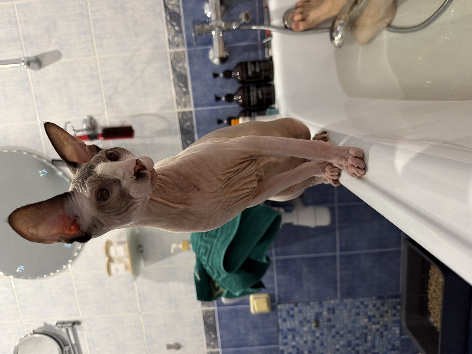 The image shows a sphynx cat sitting on the edge of a white bathtub. The cat is facing the camera with its head turned to the side. Its skin is wrinkled and pink, with darker patches on its ears and face. The cat has large, expressive eyes. Behind the cat, the bathroom is tiled with blue and white tiles. There are several bottles of what appear to be toiletries on a shelf in the background, as well as a shower head and faucet. A green towel is draped over the edge of the tub. In the upper right corner of the image, a person's feet are visible, suggesting they are in the bathtub. The lighting suggests it is daytime. The overall scene is a bathroom setting, and the activity appears to be a cat waiting or observing while someone is preparing to bathe or is already in the tub.